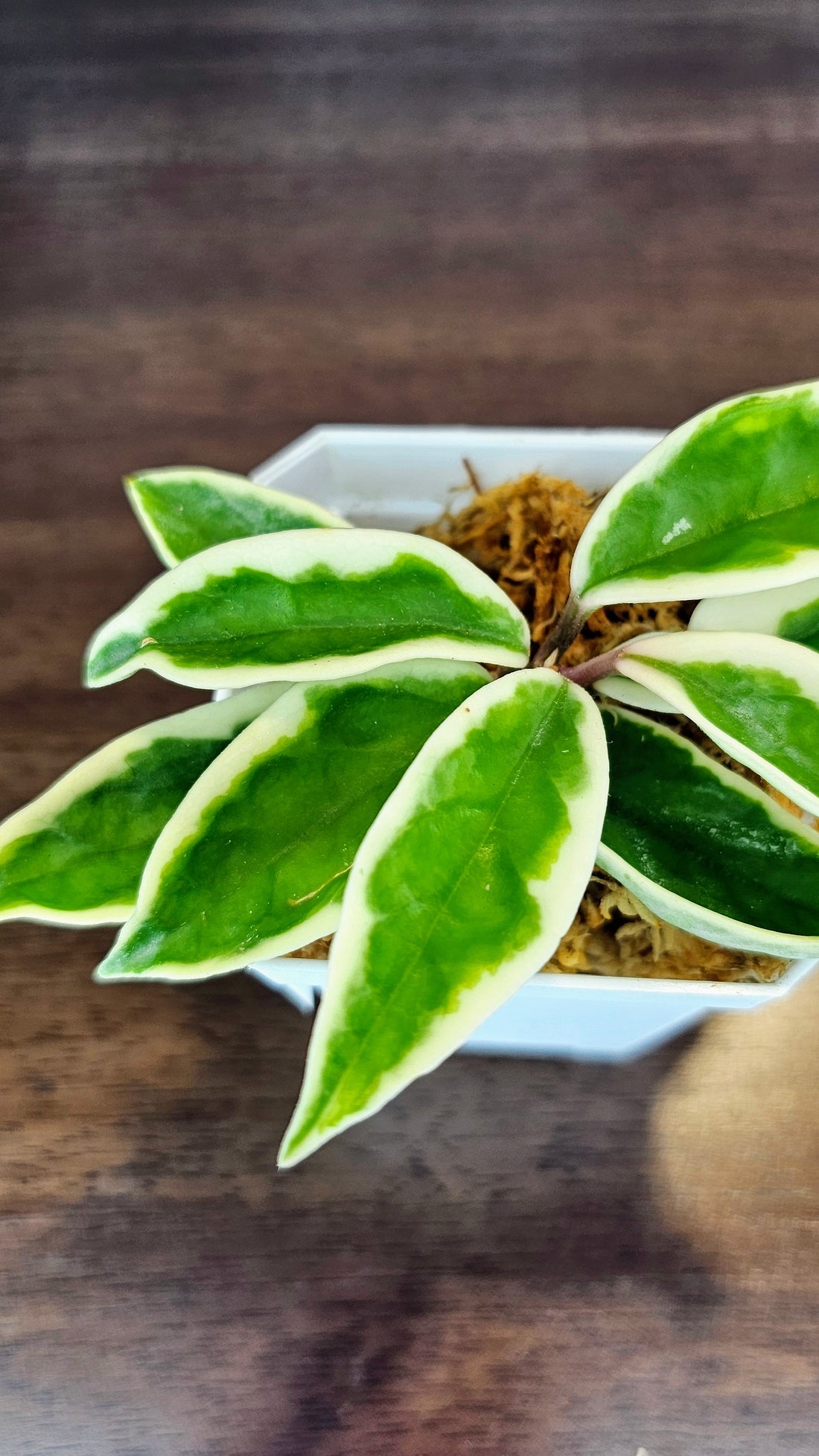 Hoya Suzie Q (WH 52)