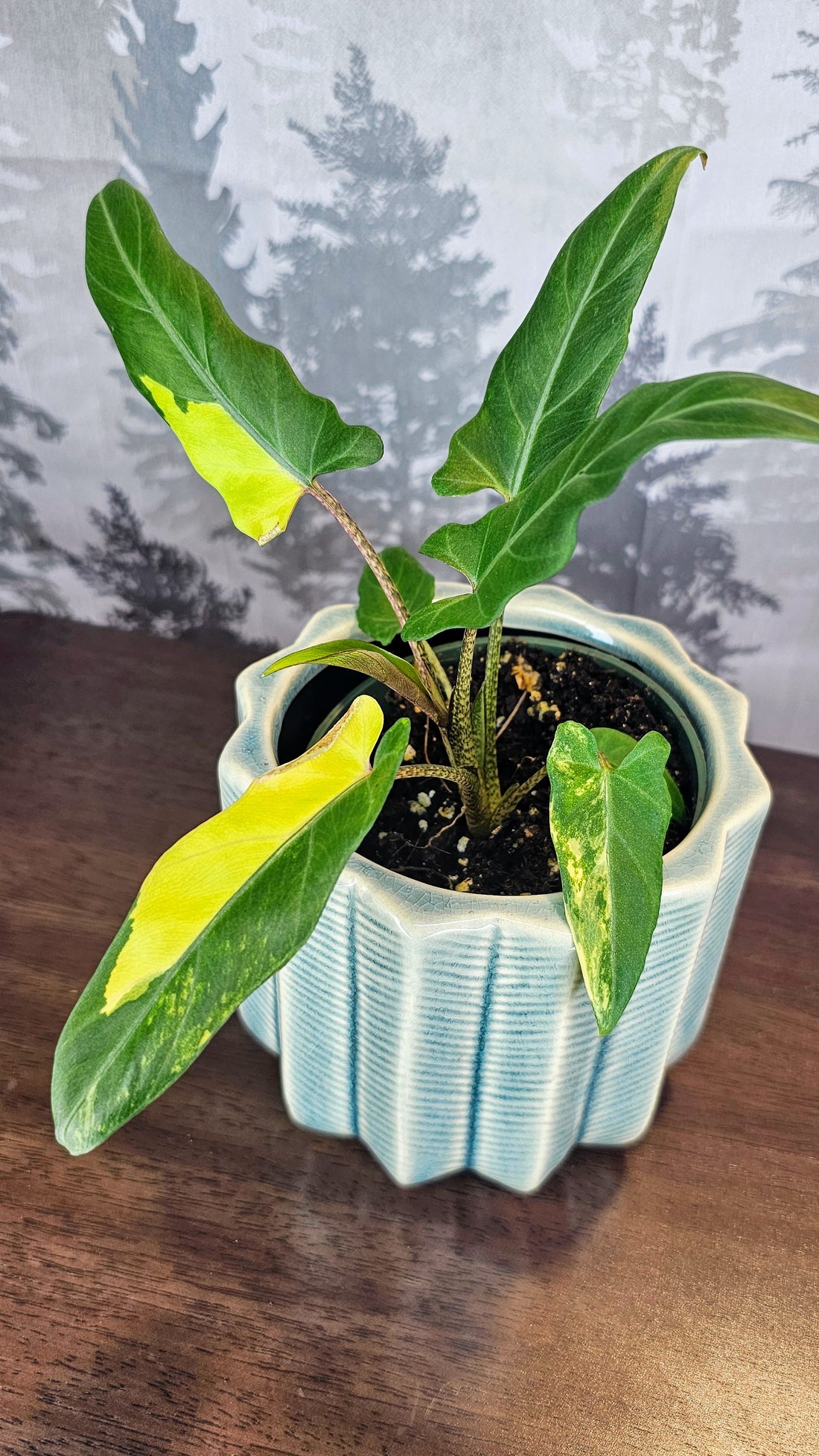 Alocasia Lauterbachiana Aurea Variegated (A05)