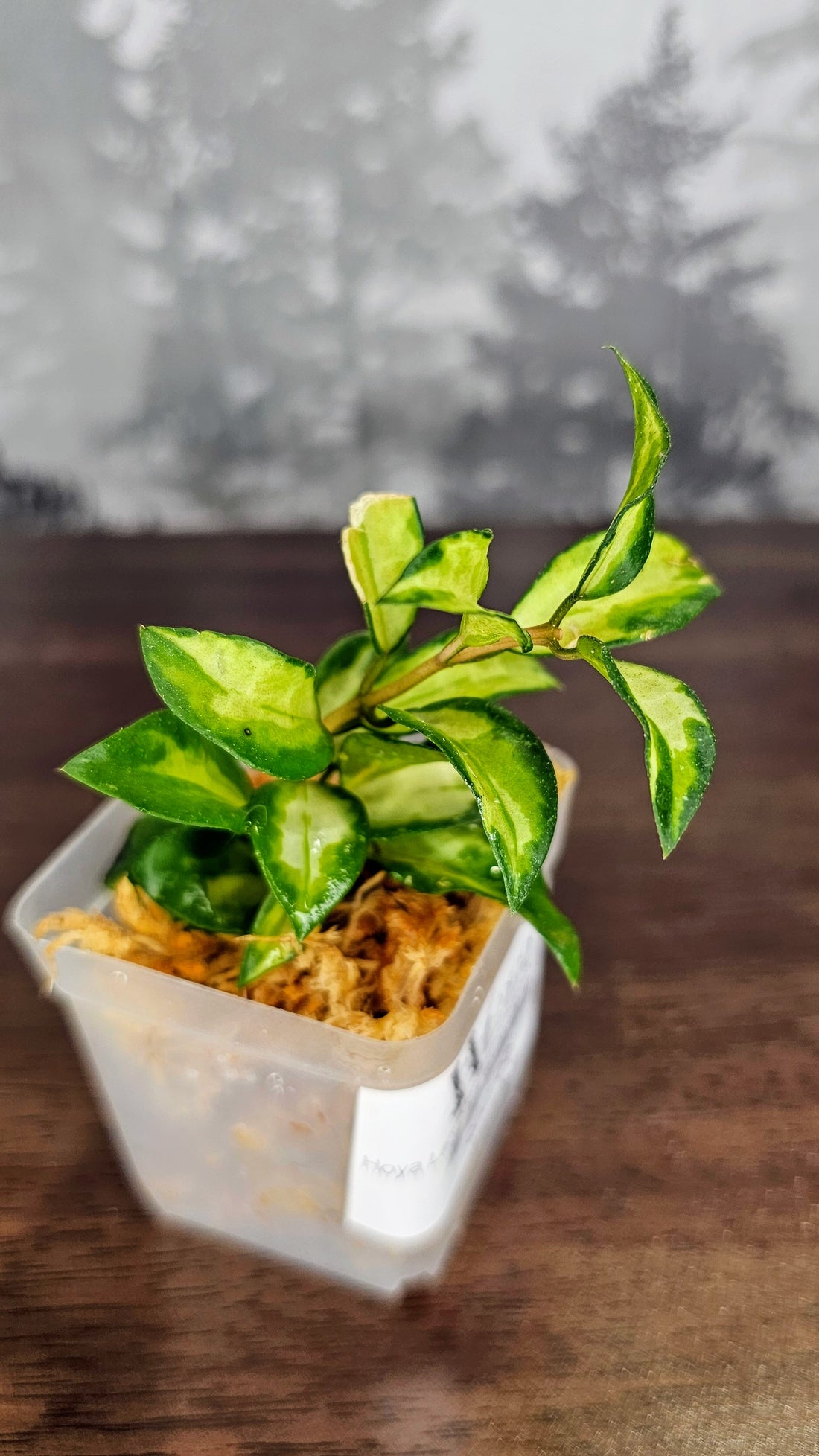 Hoya Lacunosa &