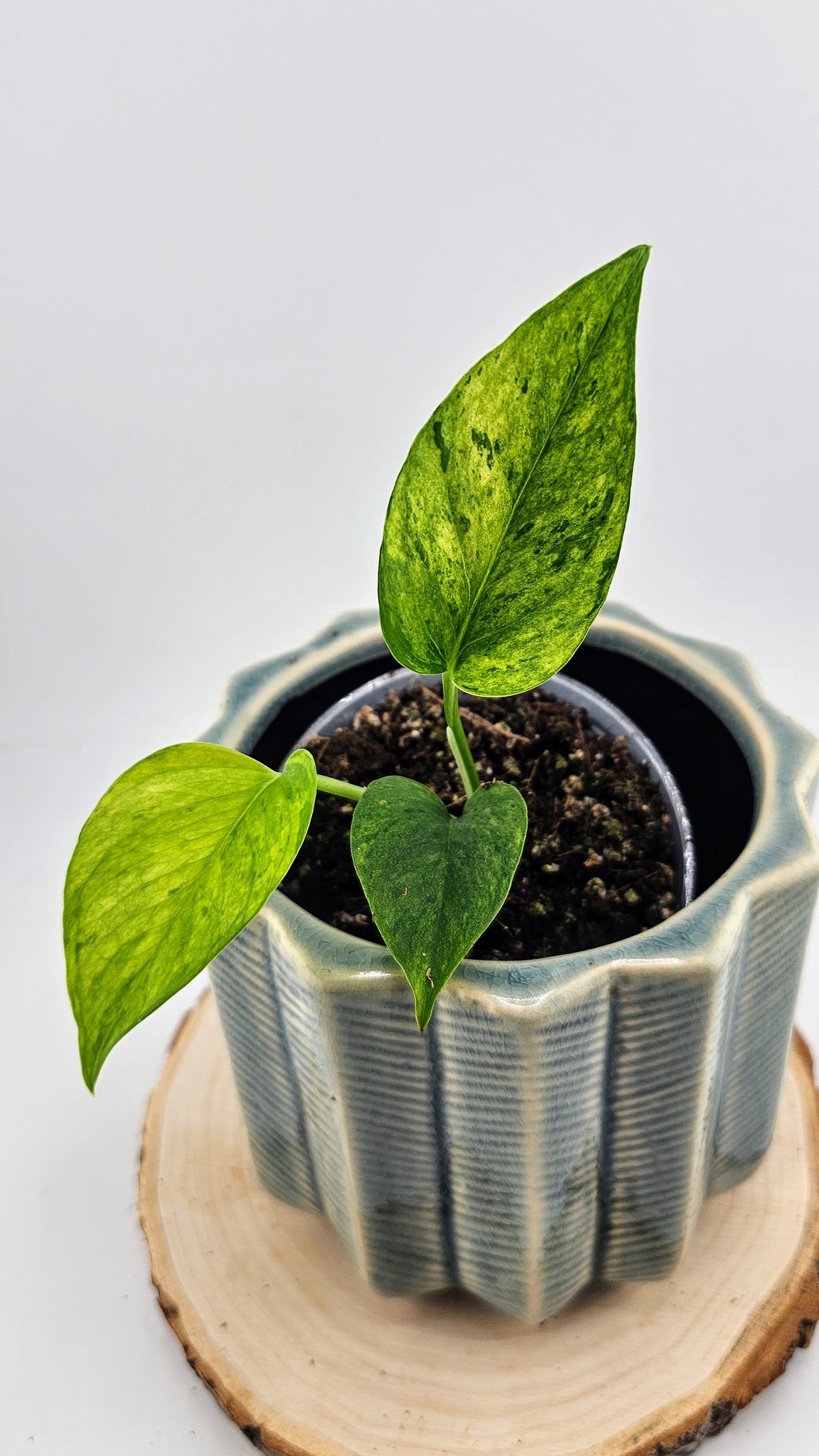 Epipremnum aureum &