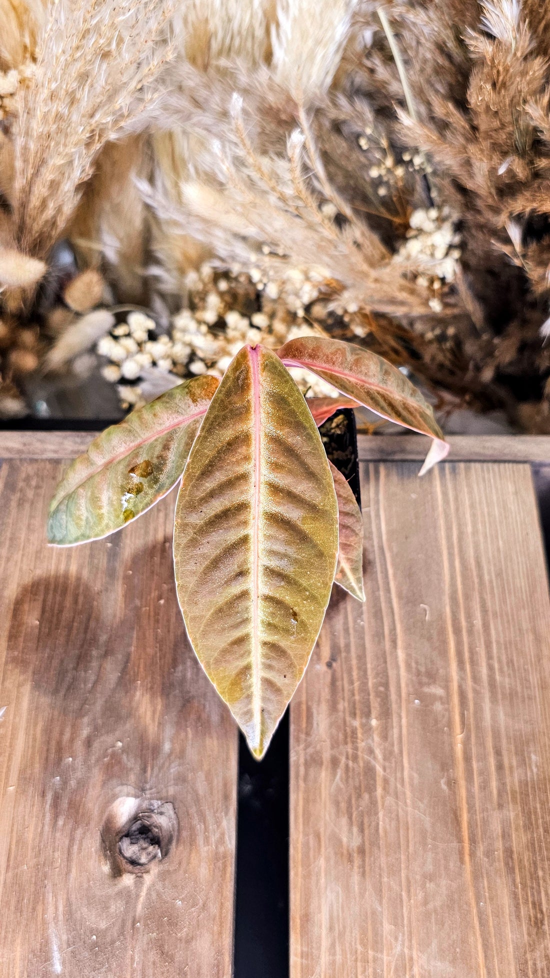 Labisa sp. Suade (WL03)