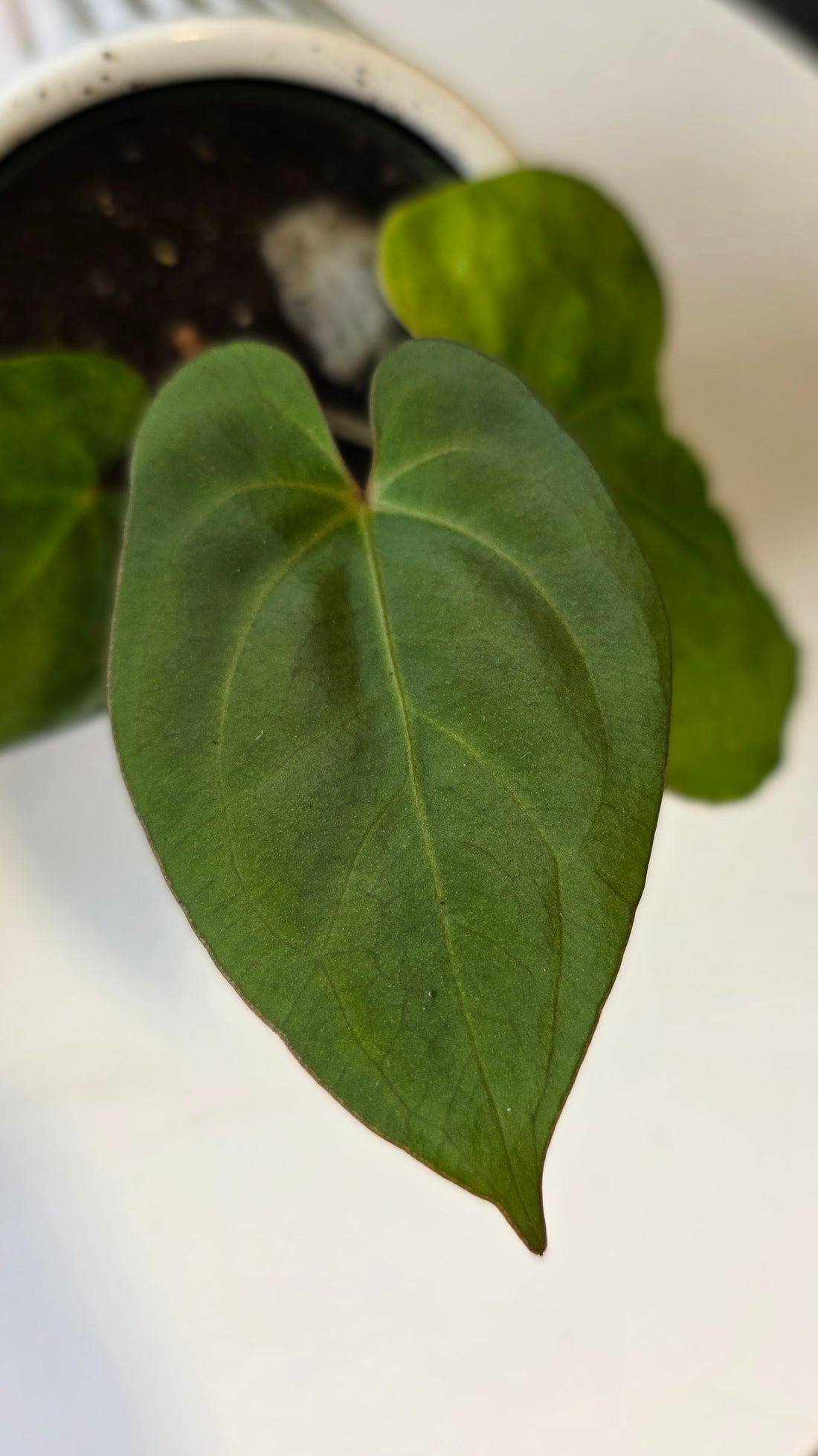 Anthurium Besseae aff x Eastern Dressleri (c)