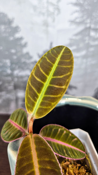 Labisia Sp. Flamingo
