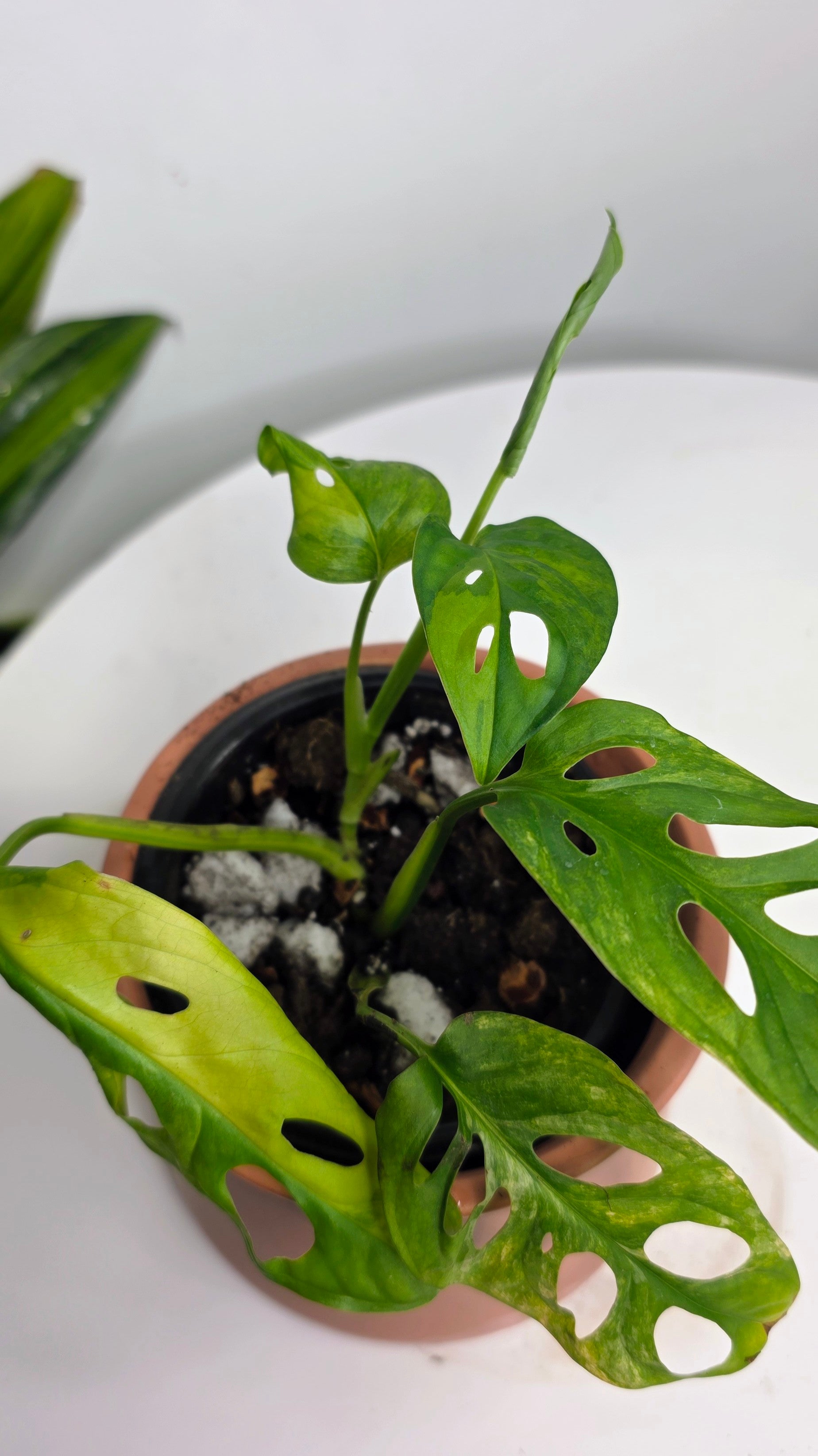 Monstera Adansonii Aurea B