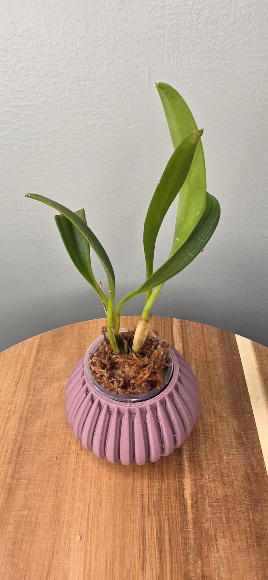 Masdevallia peristeria
