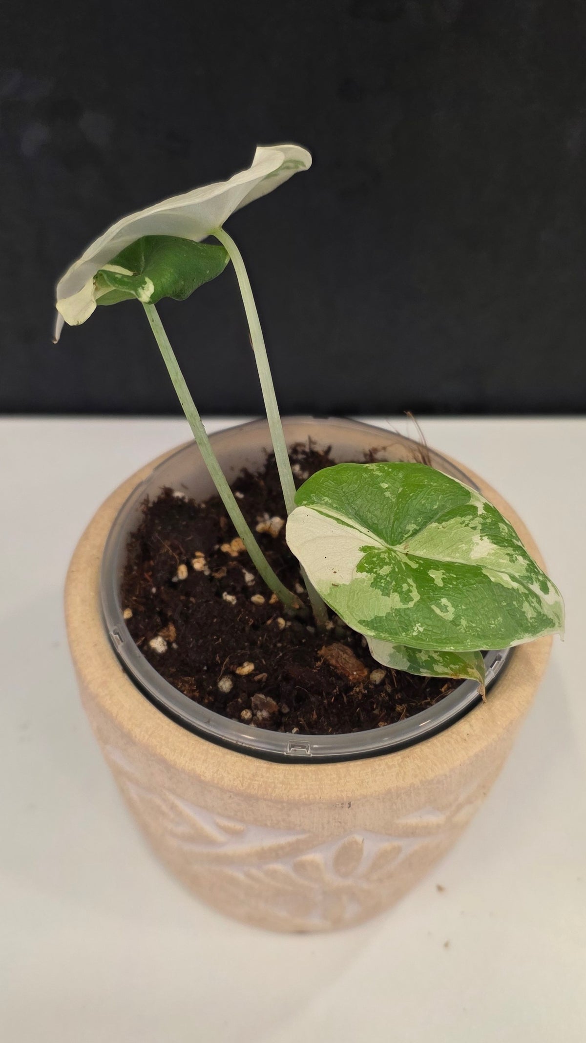 Alocasia Melo Albo H