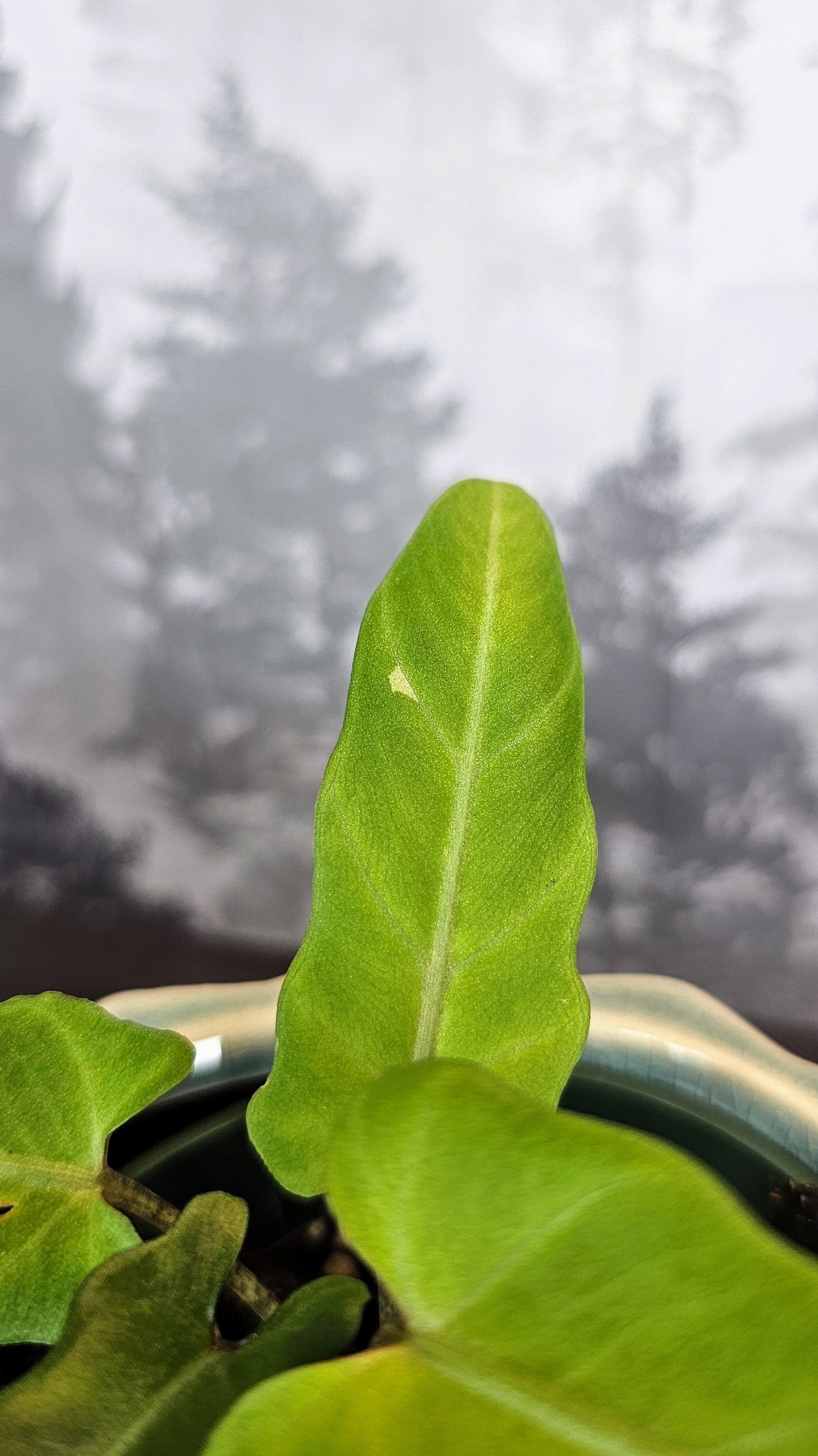Alocasia Lauterbachiana Variegated (Minimal)
