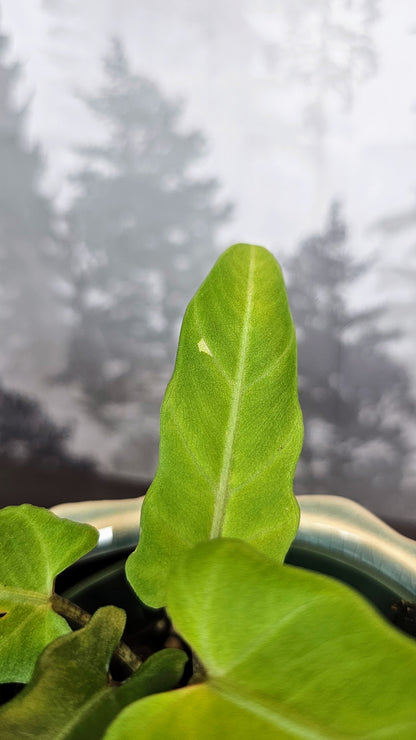 Alocasia Lauterbachiana Variegated (Minimal)