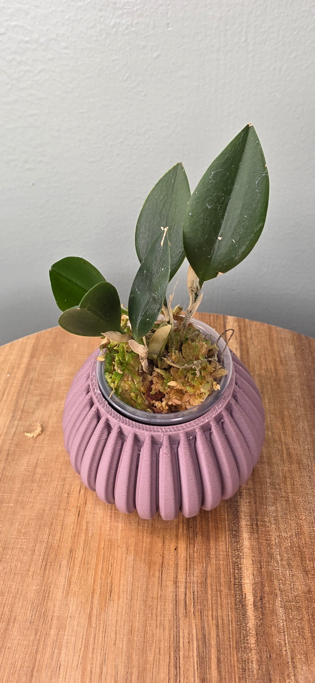 Restrepia tsubotae