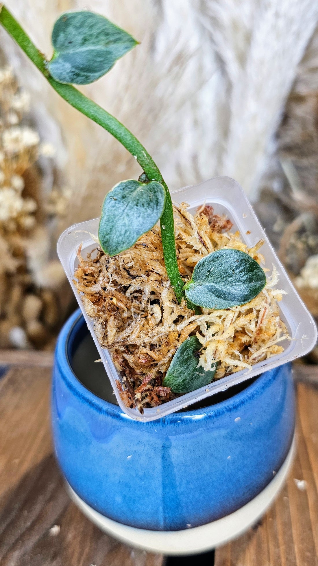 Rhaphidophora hayi silver variegated