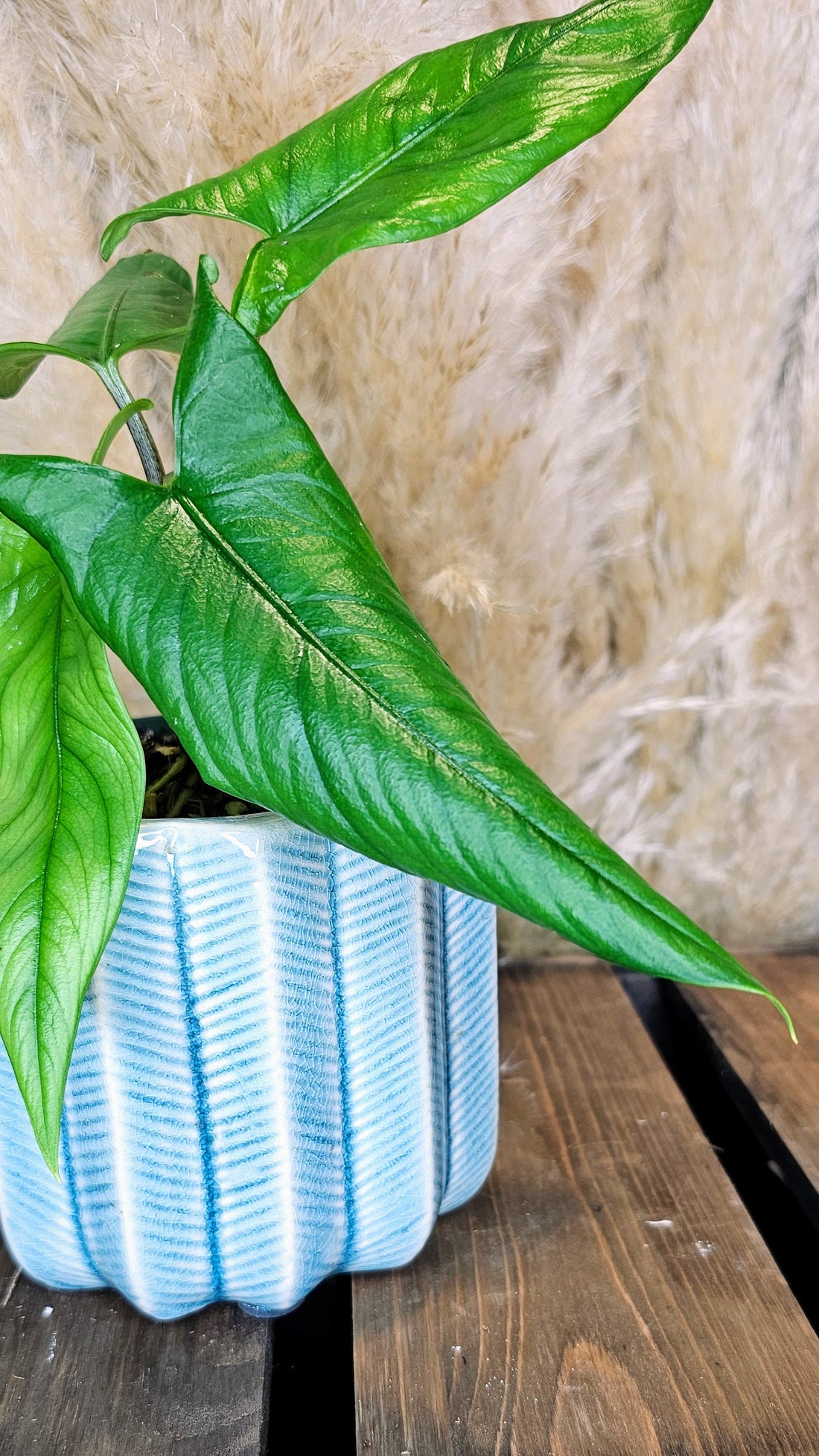 Alocasia Heterophyllia