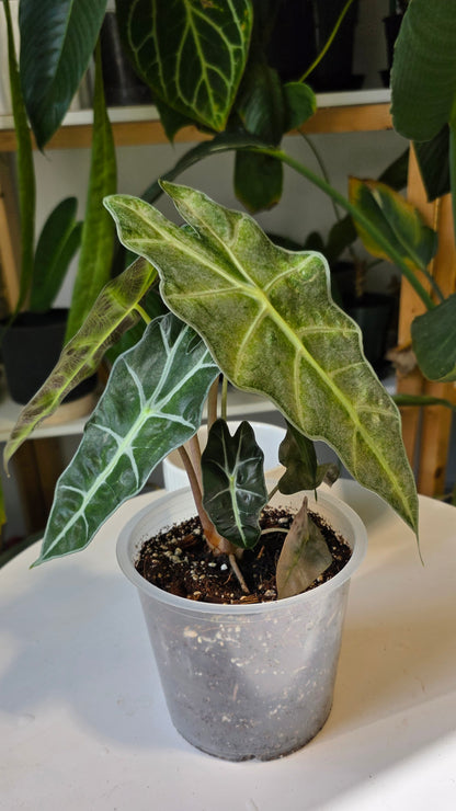 Alocasia Polly Mint 6"