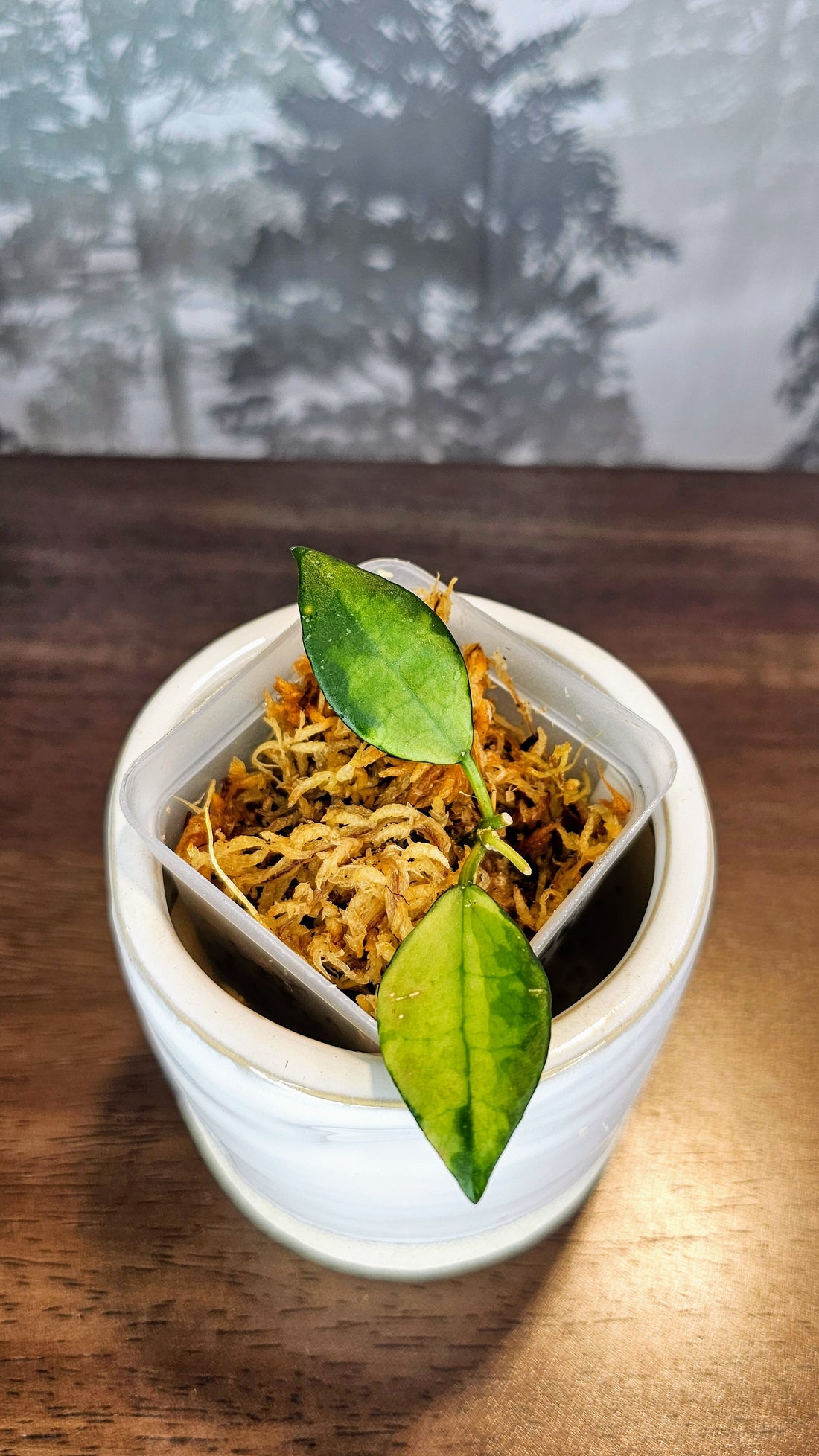Hoya lacunosa queen midori (WH42)