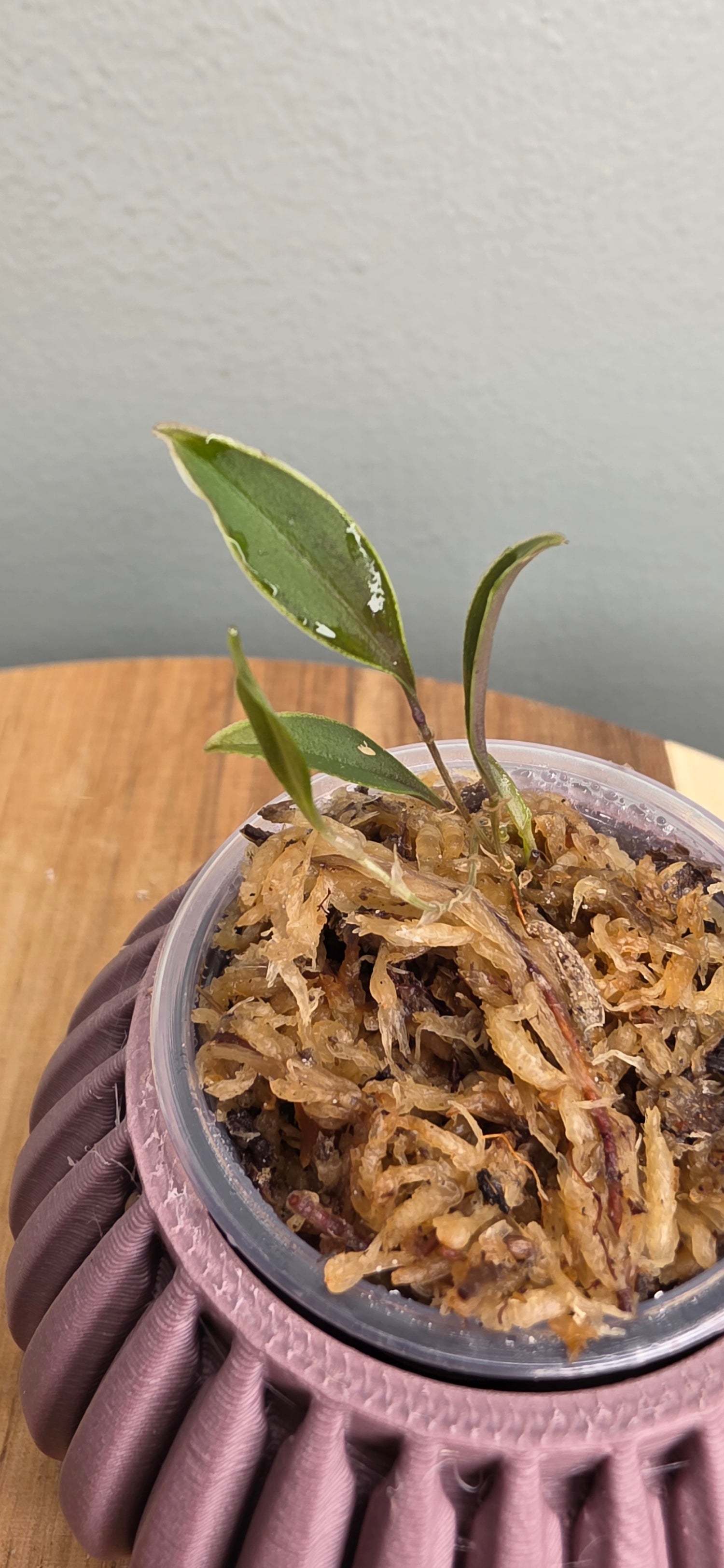 Lepanthes manabina seedling