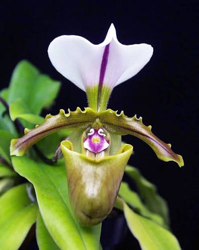 Paphiopedilum spicerianum