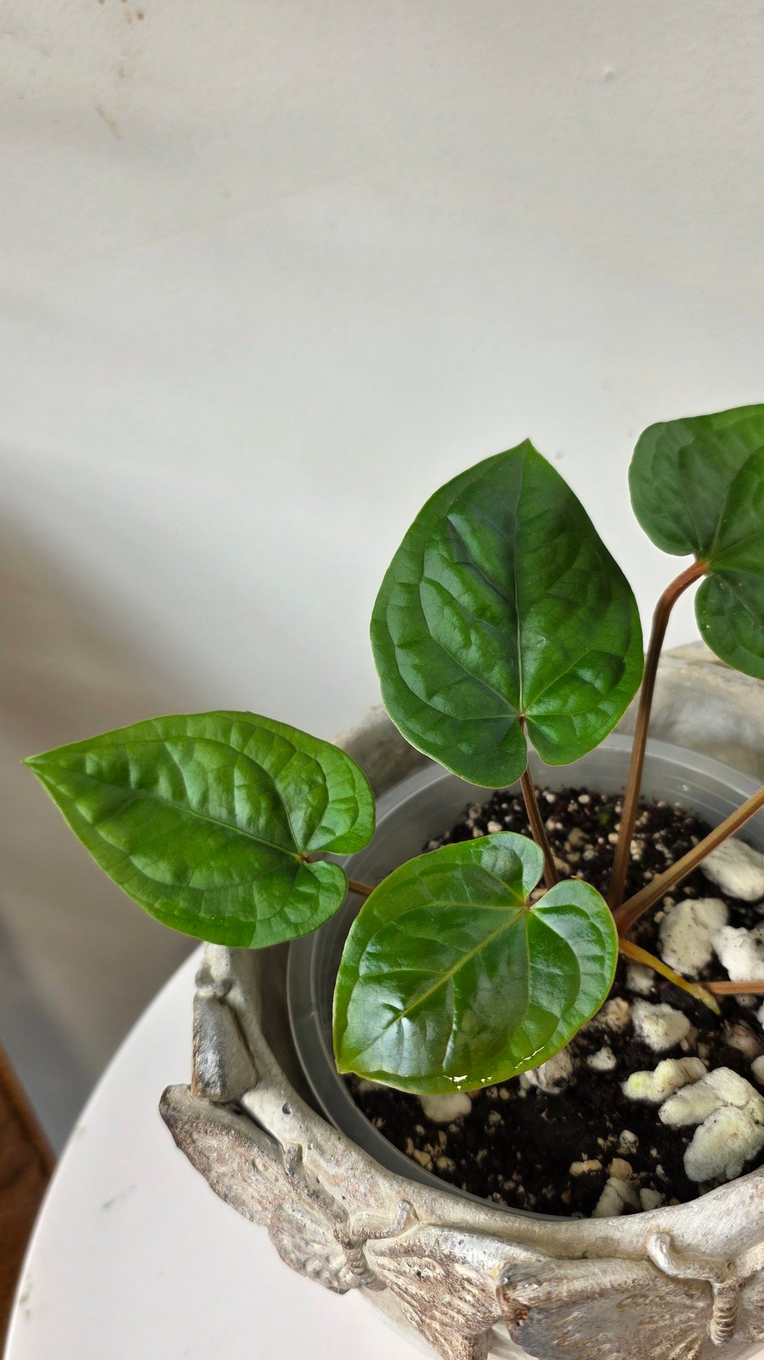 Anthurium Amazon Diamond Inverse Crossing "a"