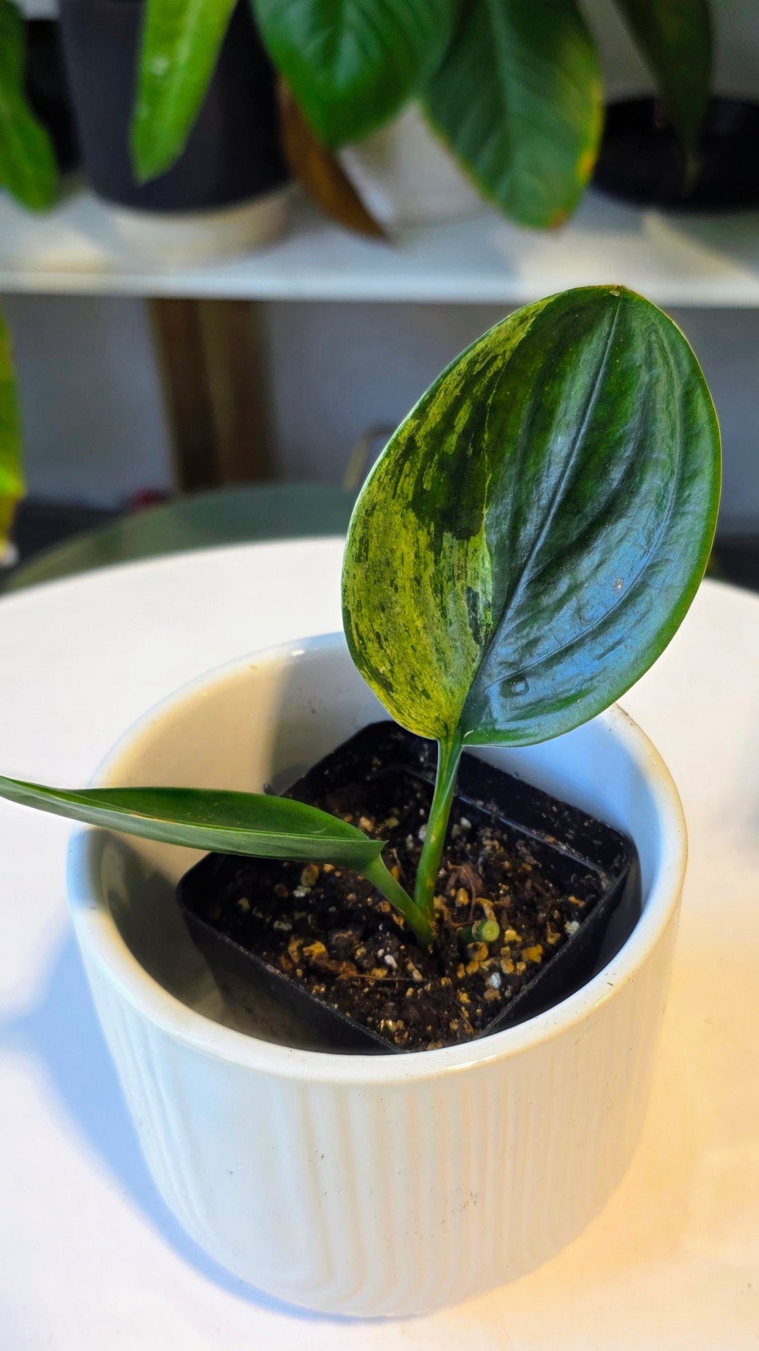 Scindapsus treubii variegated dark form