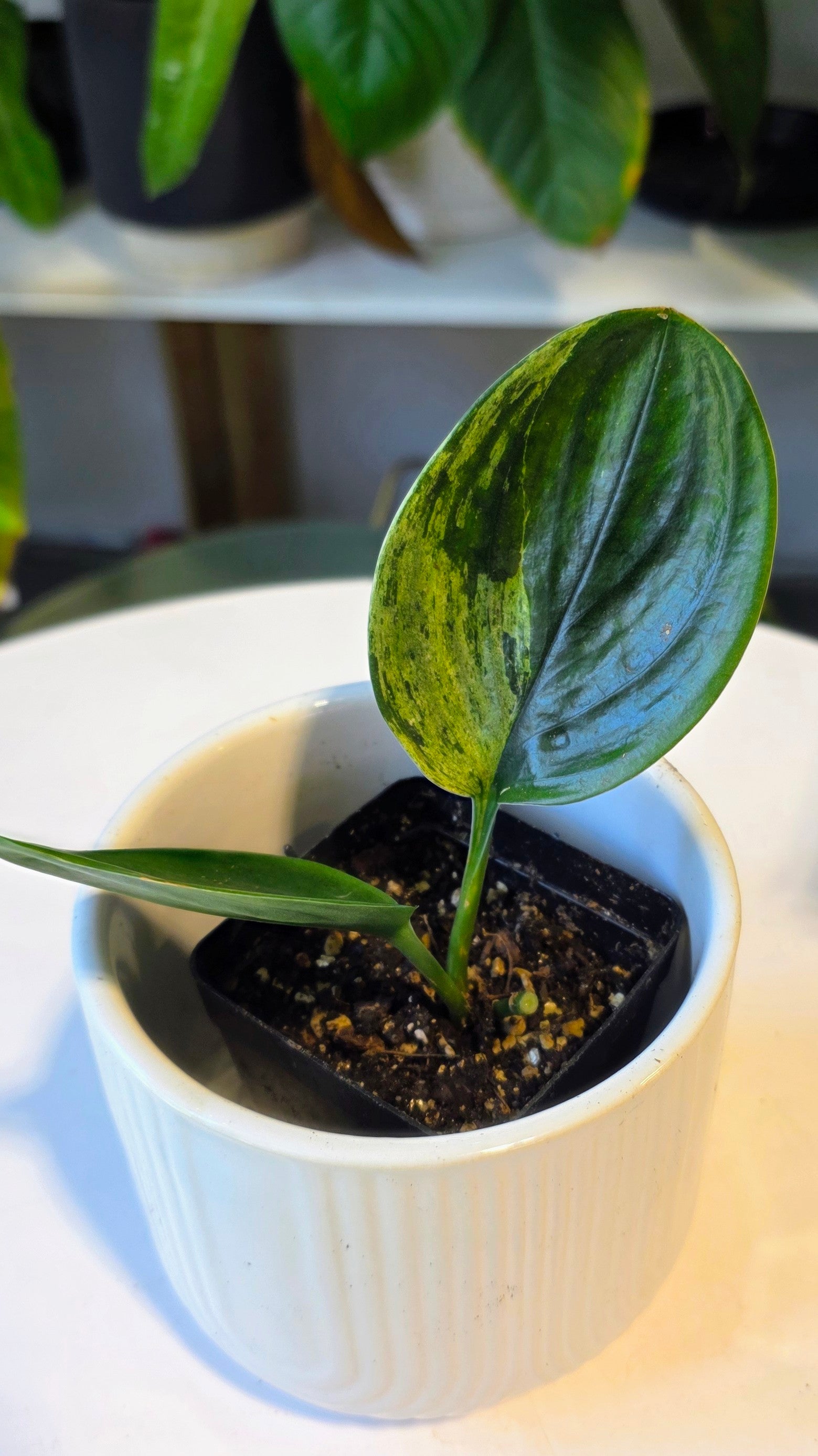 Scindapsus treubii variegated dark form