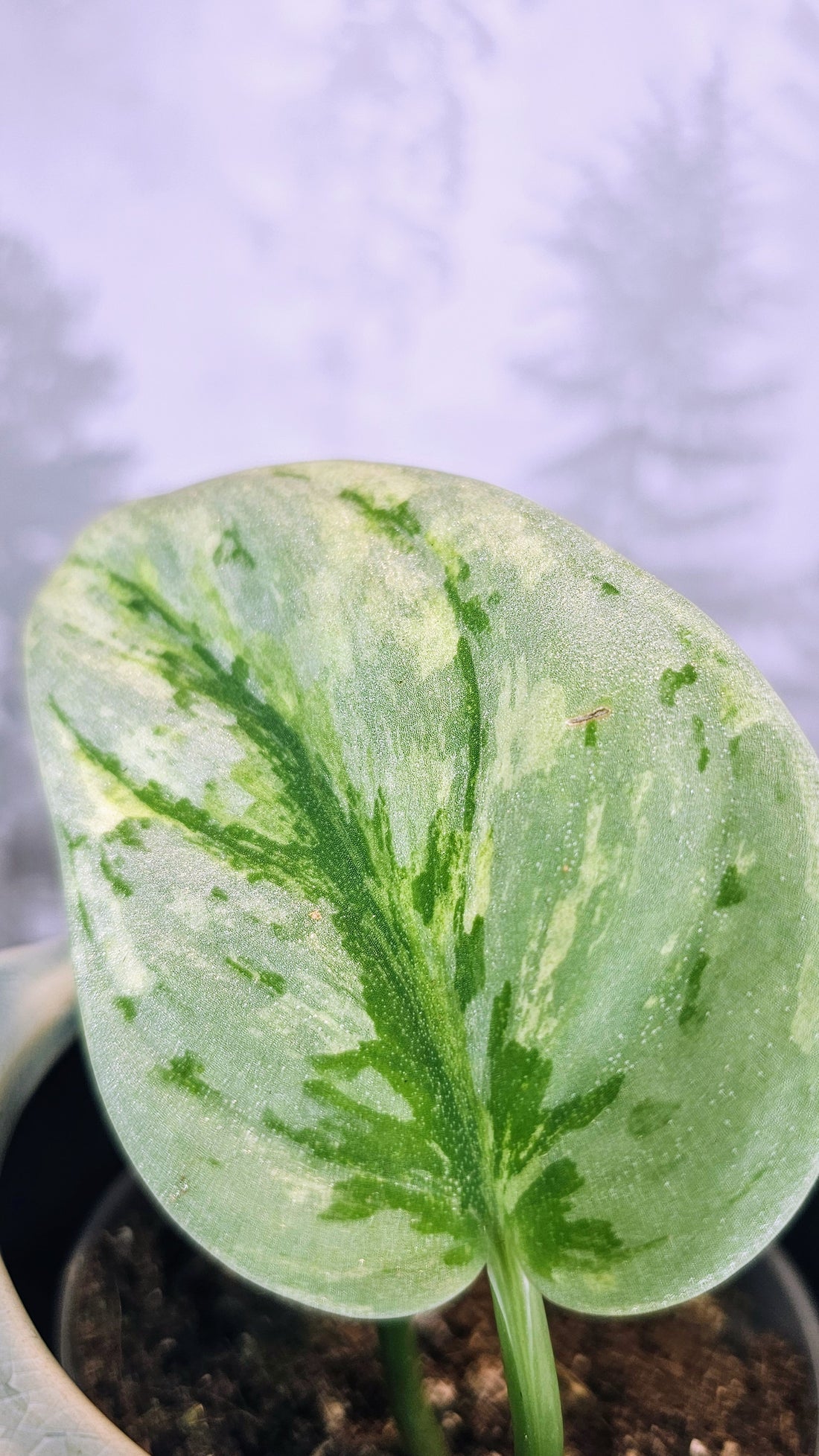 Scindapsus Exotica Holigram (S01)