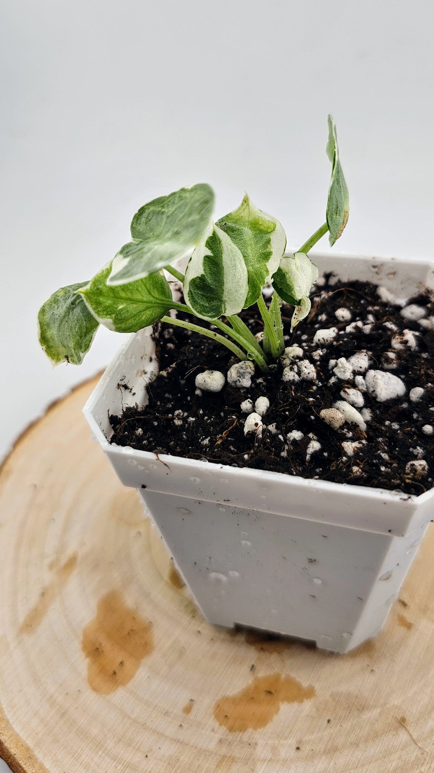 Alocasia Ninja Variegated (A)