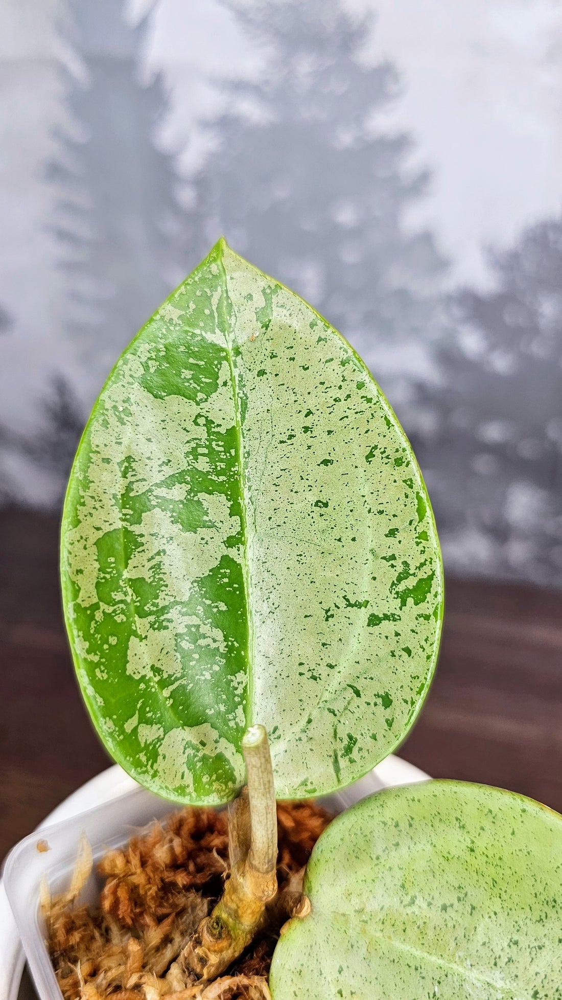 Hoya Parasitica Silver Ghost (WH 34)