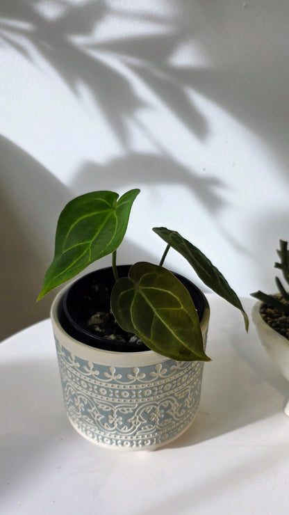 Anthurium Red Crystallinum X Forgetii "b"