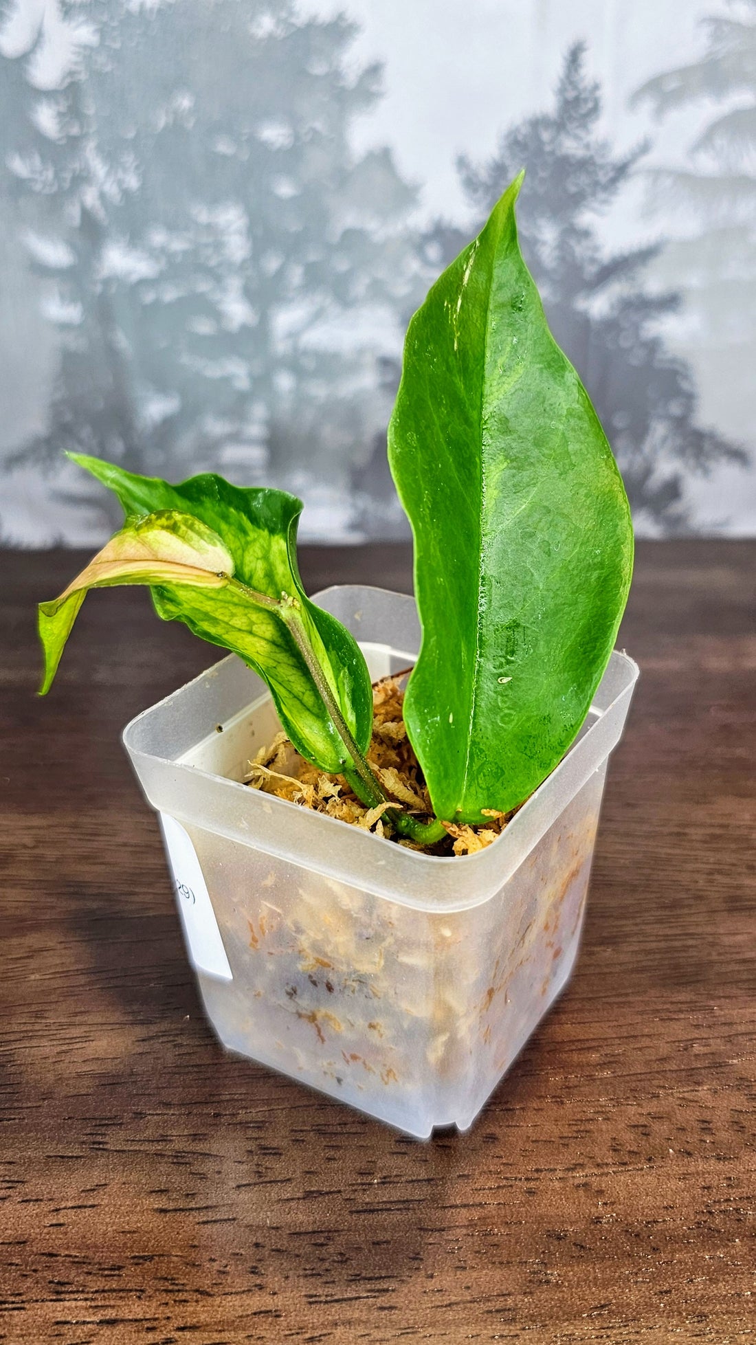 Hoya kenejiana inner variegated (WH 29)