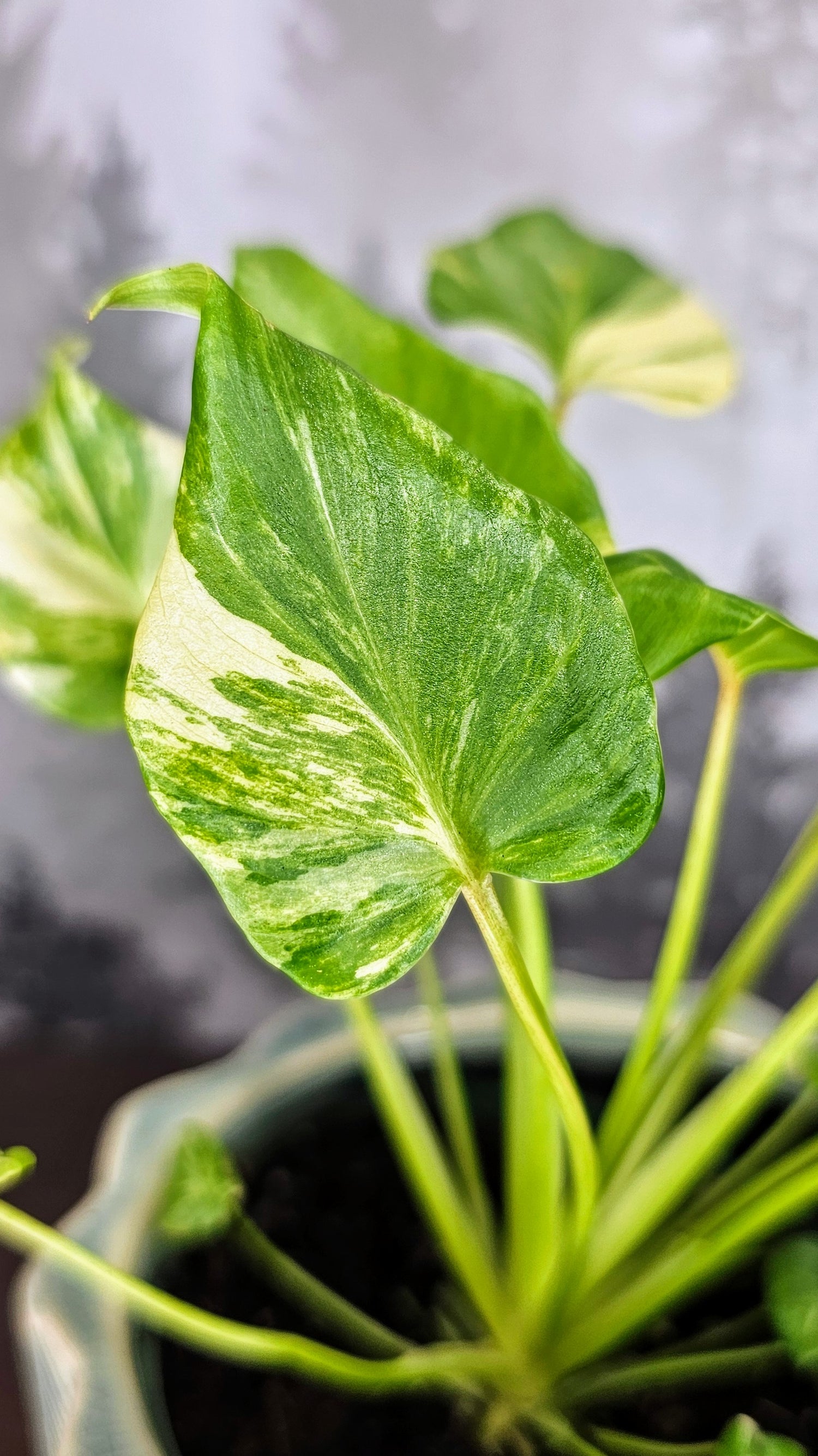 philodendron xanadu aurea variegata Philodendron Xanadu Variegated – Wilderly