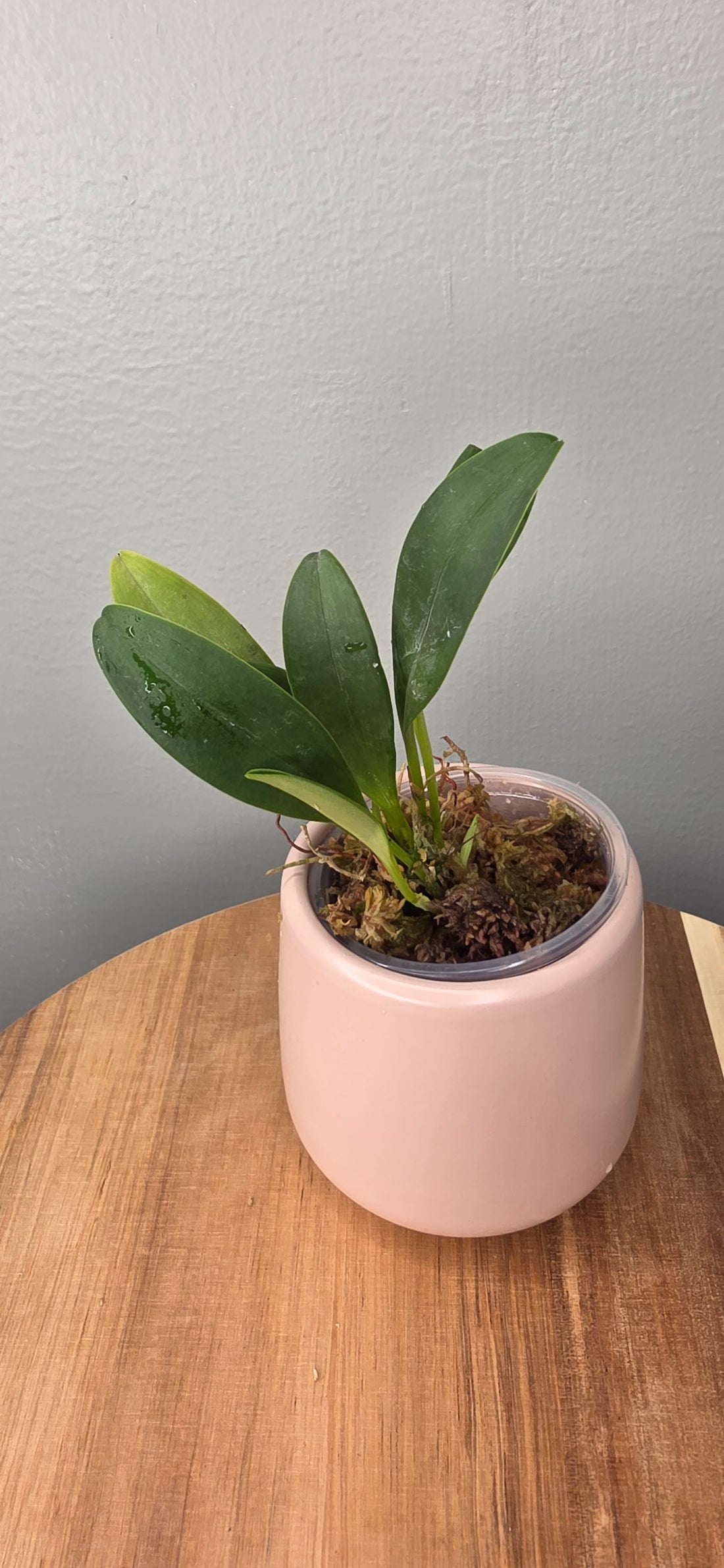 Masdevallia sanctae-inesae