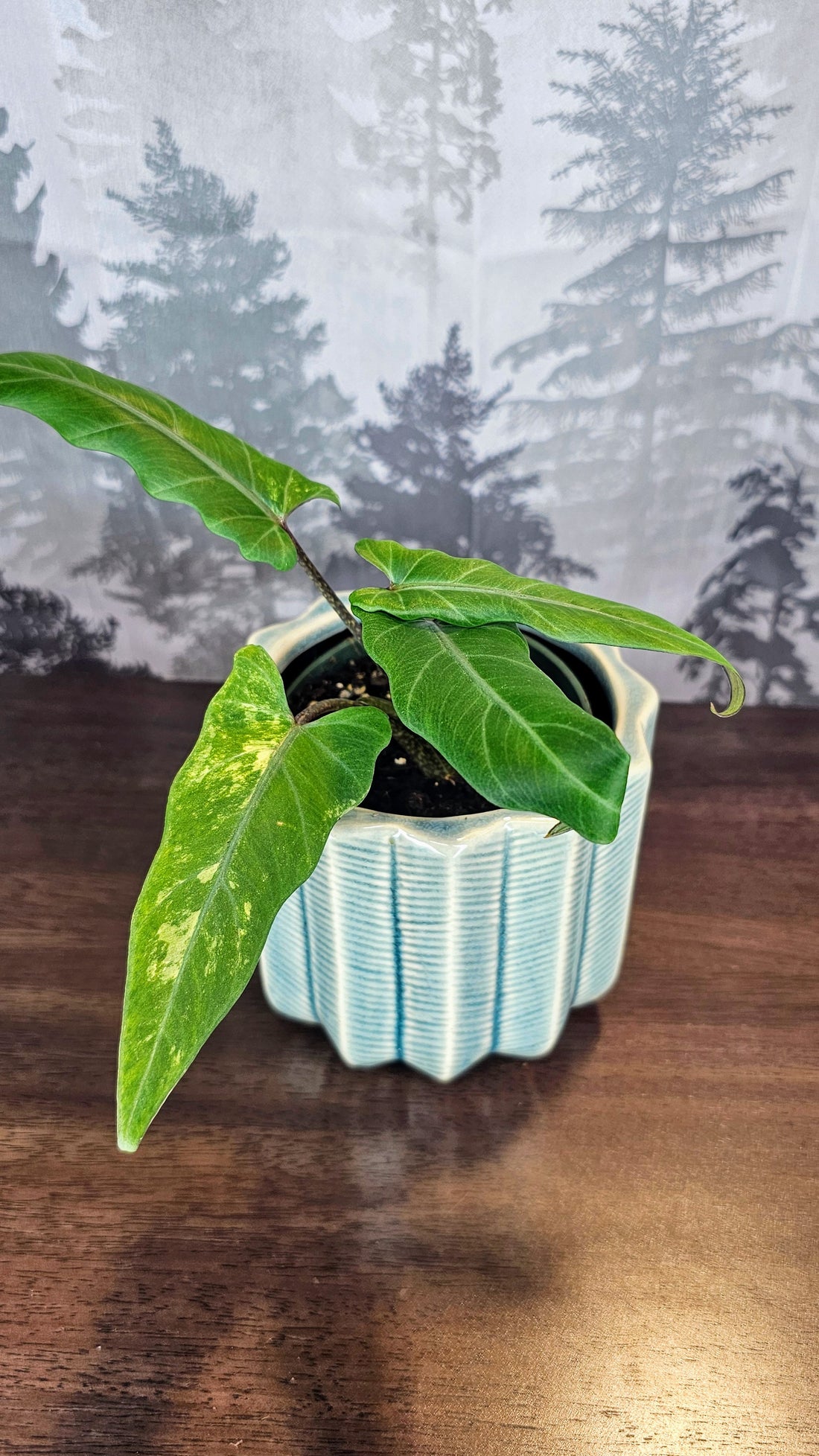 Alocasia Lauterbachiana Aurea Variegated (A06)