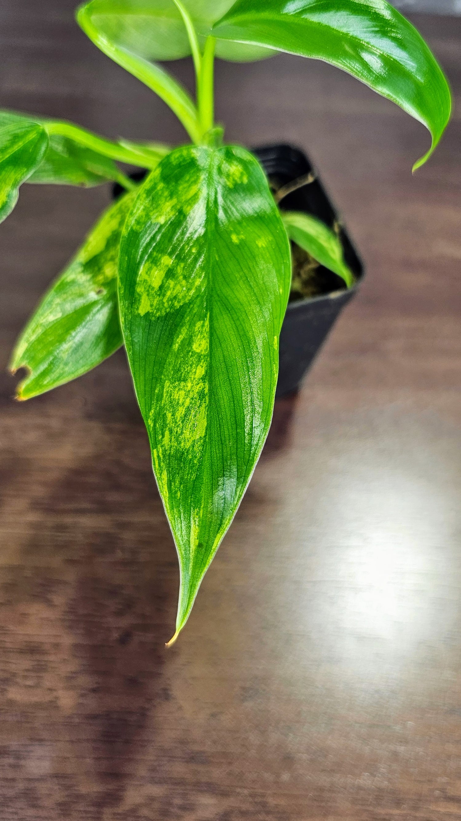 philodendron domesticum Philodendron Domesticum (WPD02) – Wilderly
