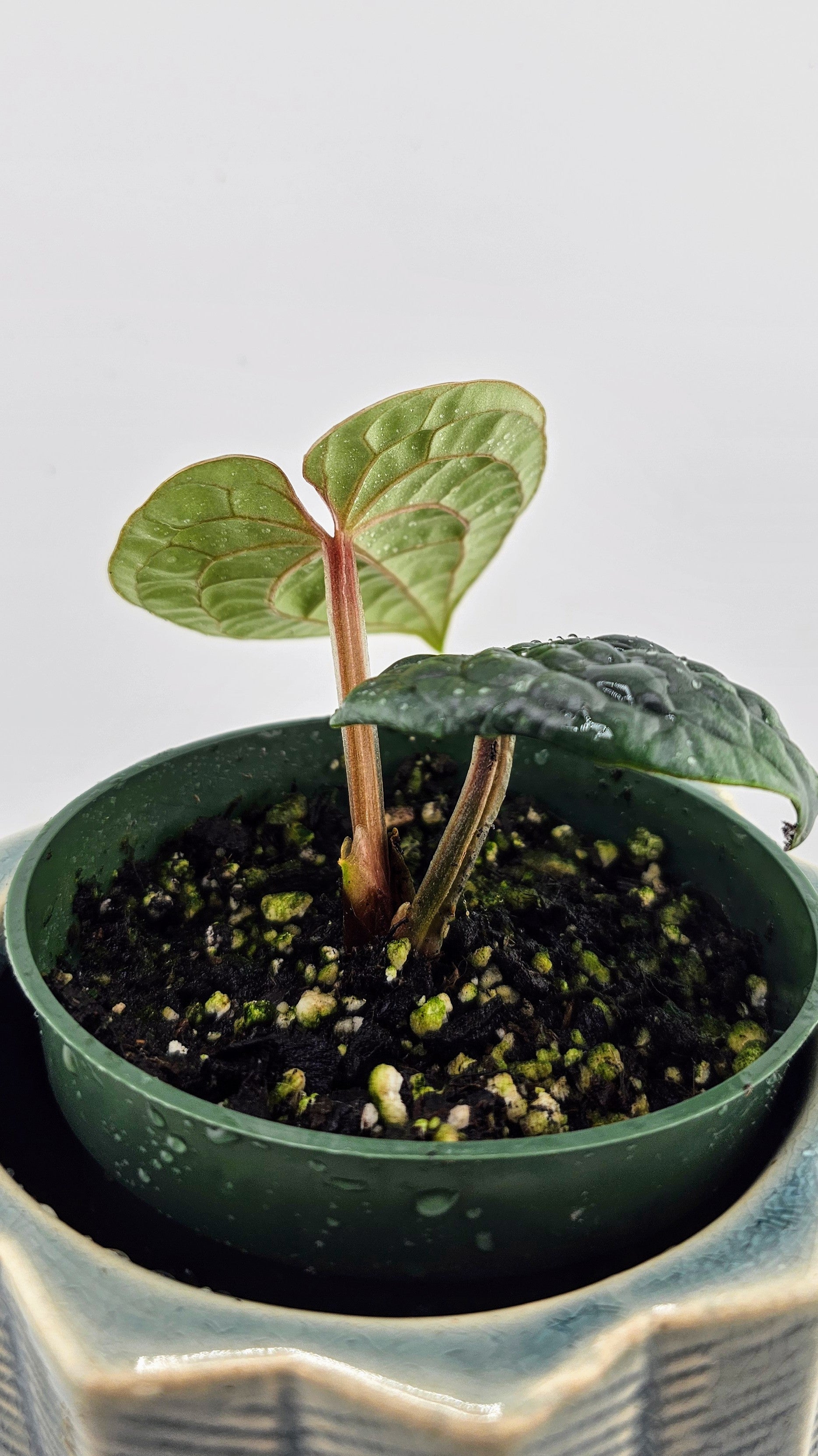 Anthurium Luxurians (B)