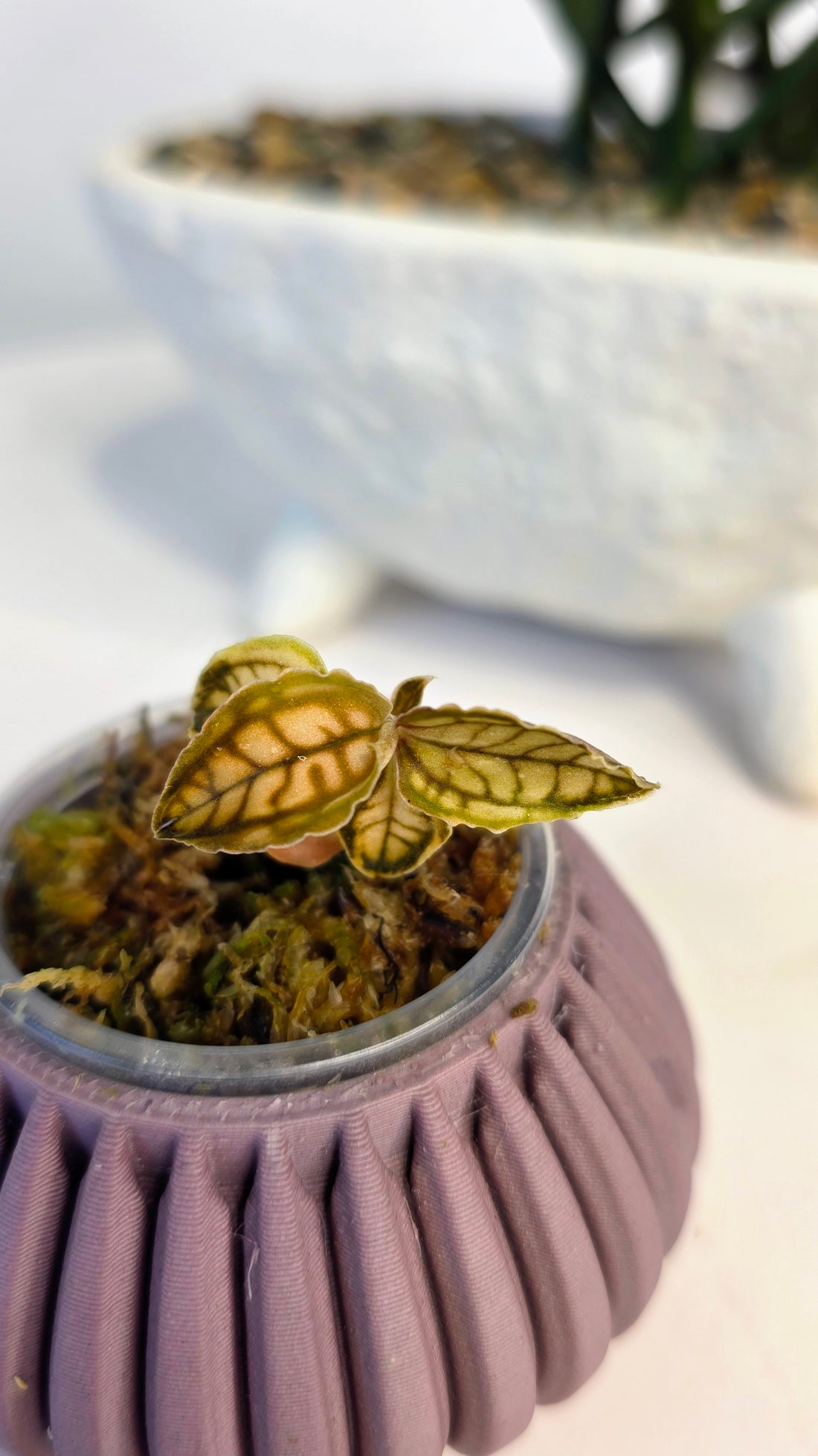Cystorchis stenoglossa