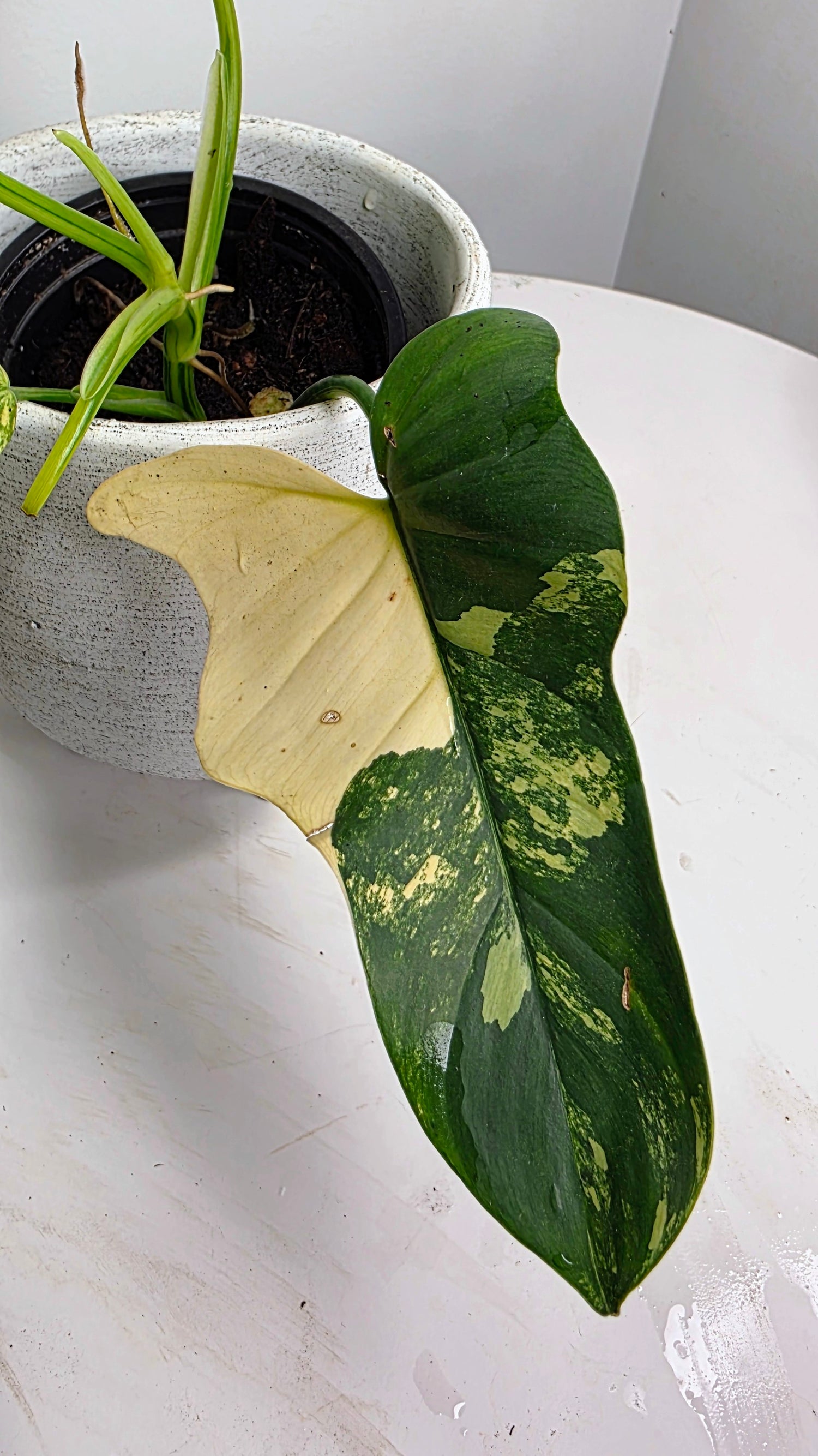 Philodendron bipennifolium Violin Variegated A