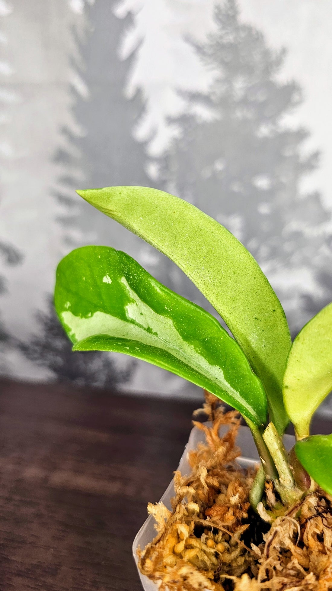 Hoya AH 074 (WH 04)