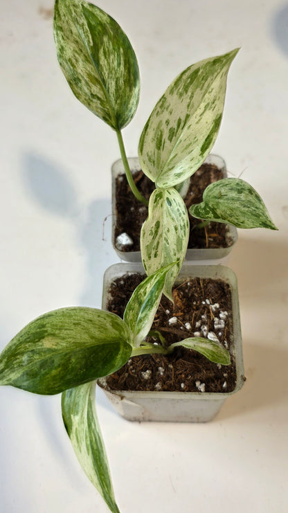 Scindapsus mount salak variegated