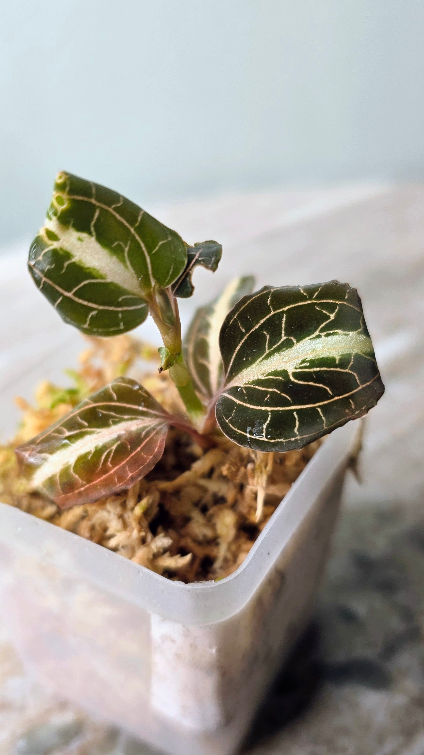 Anoectochilus Leyli Brown Hybrid