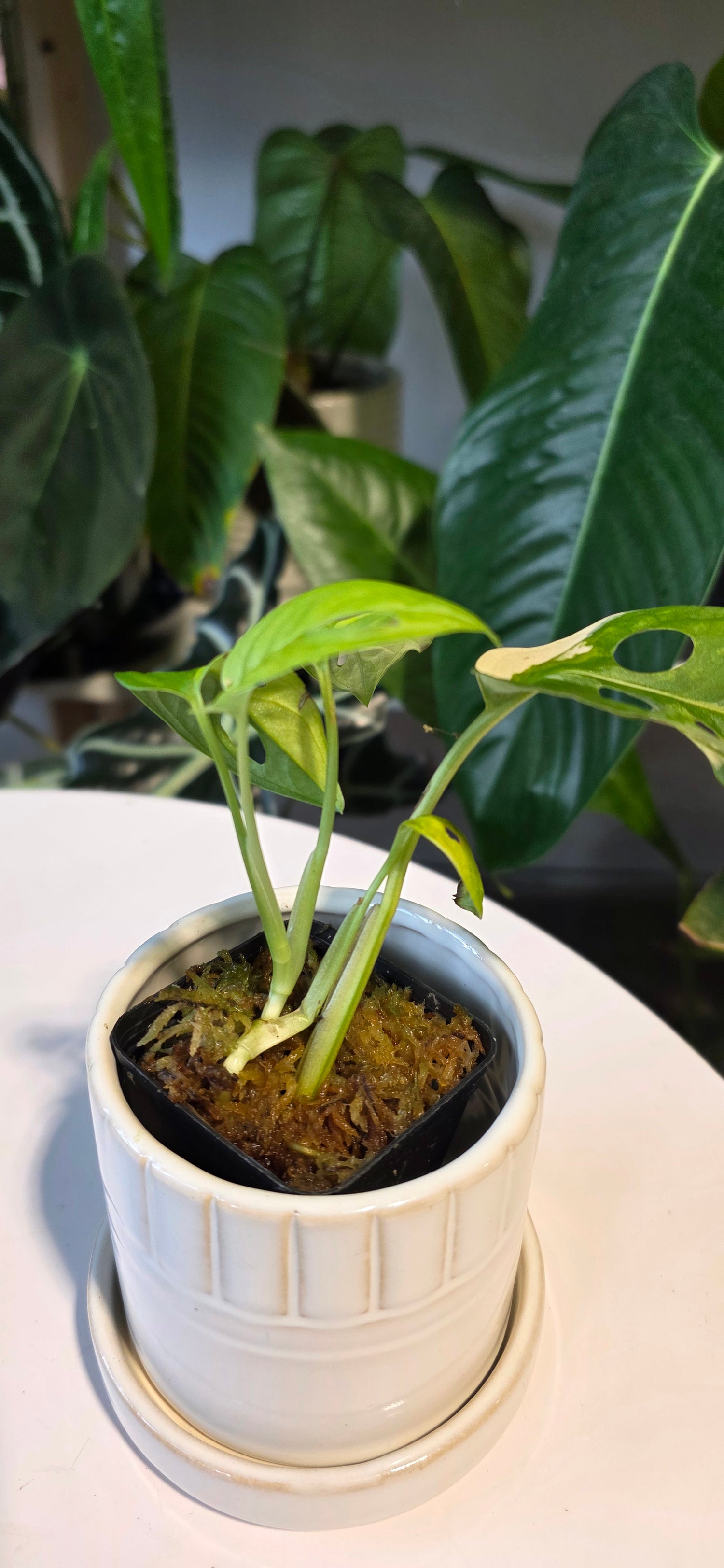 Monstera Adansonii Aurea (A)