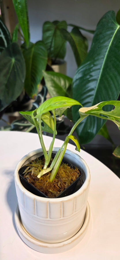 Monstera Adansonii Aurea (A)