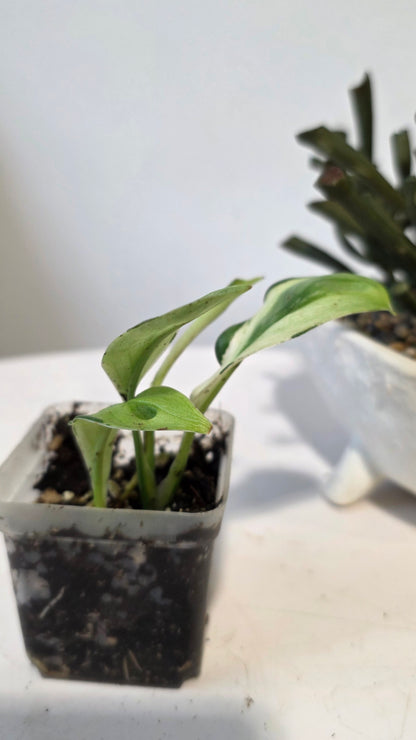 Scindapsus Treubii Superstar "a"