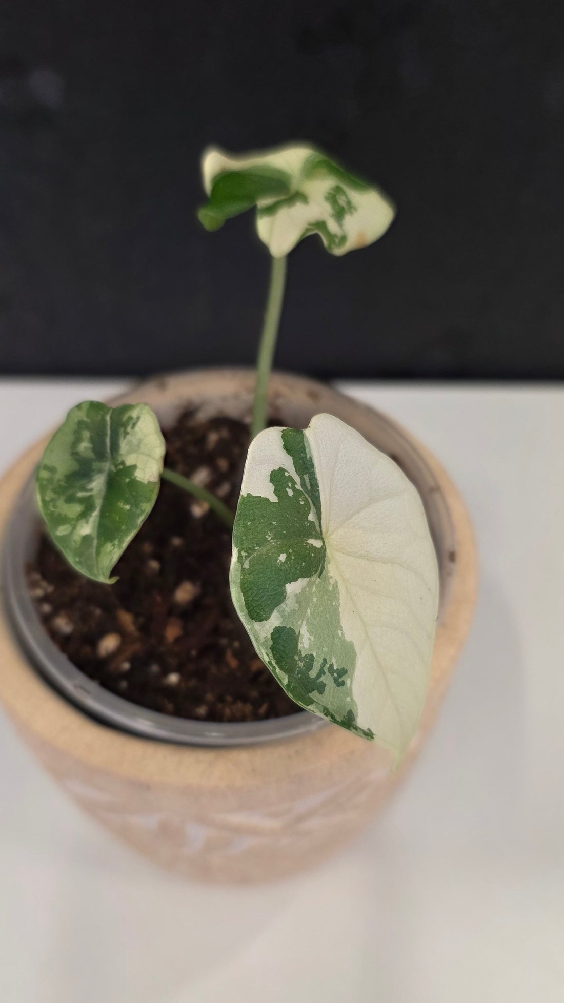 Alocasia Melo Albo F