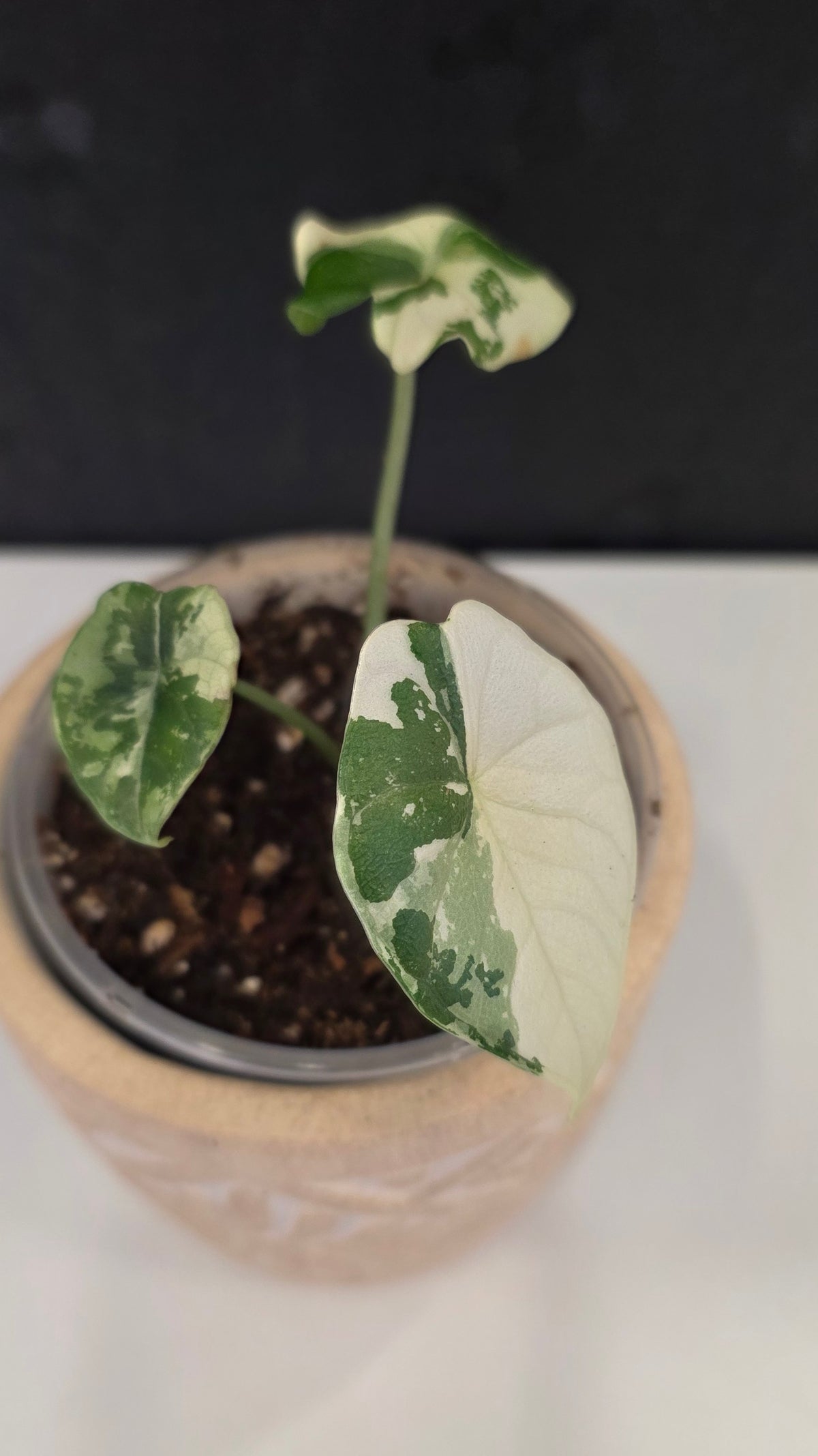 Alocasia Melo Albo F