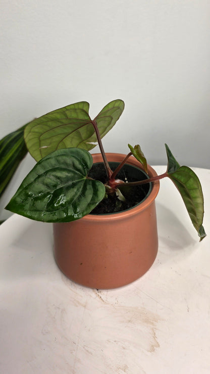 Anthurium Besseae aff x Luxurians B