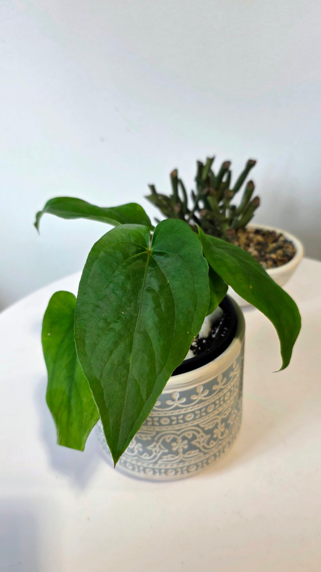Anthurium kunayalense "C"