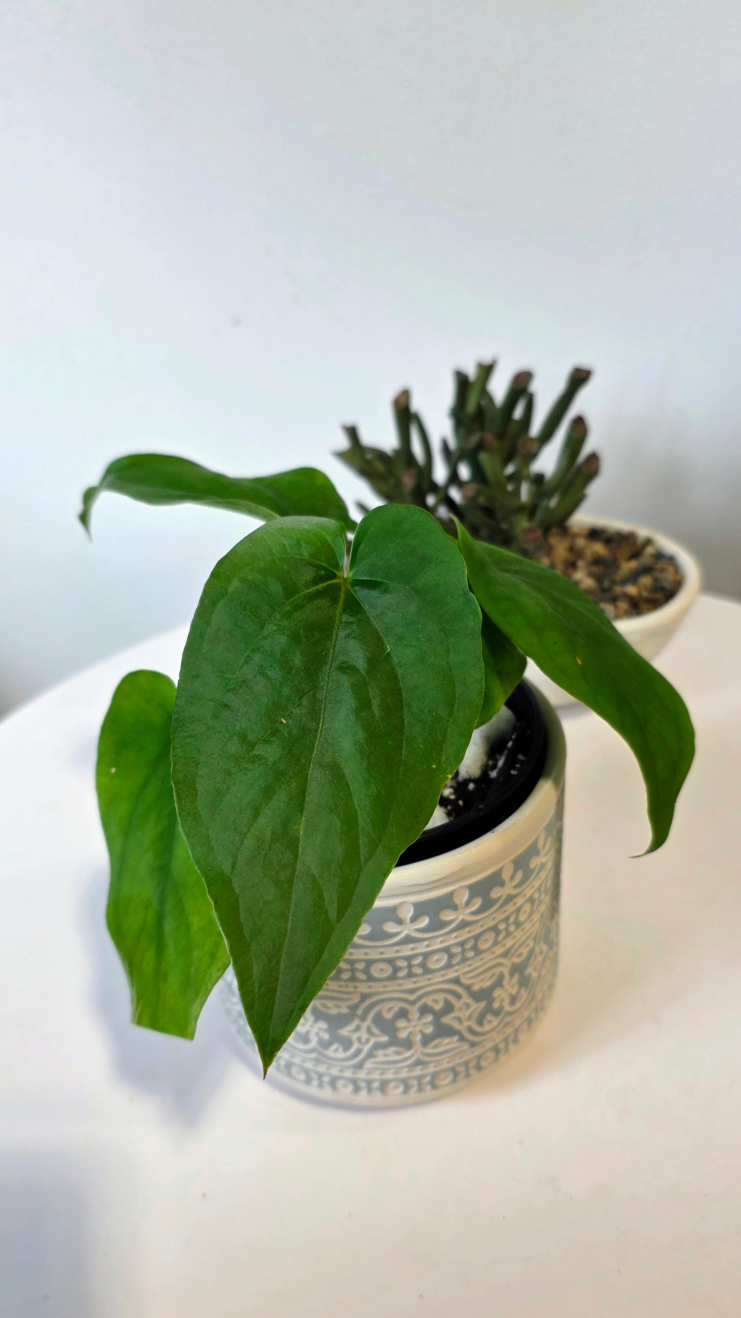 Anthurium kunayalense "C"