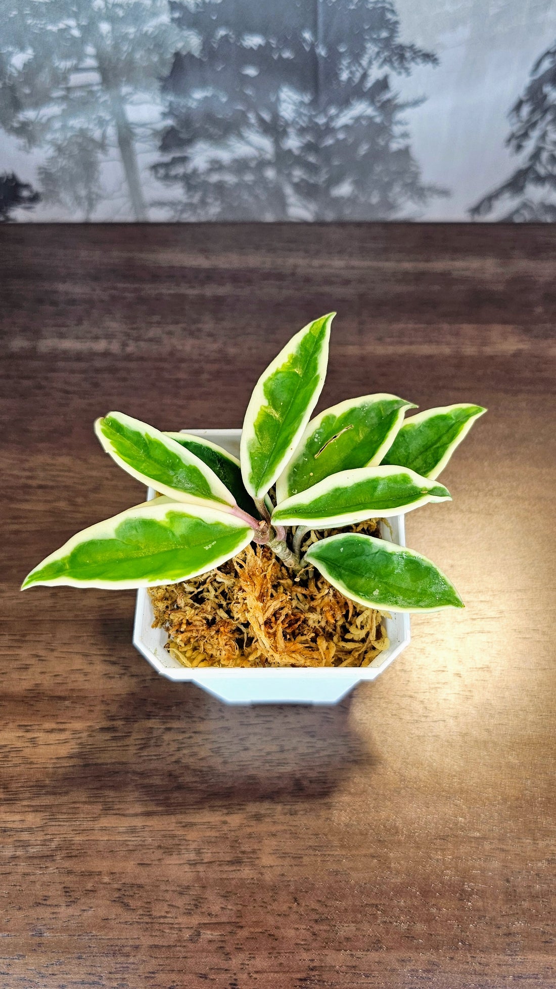 Hoya Suzie Q (WH 52)