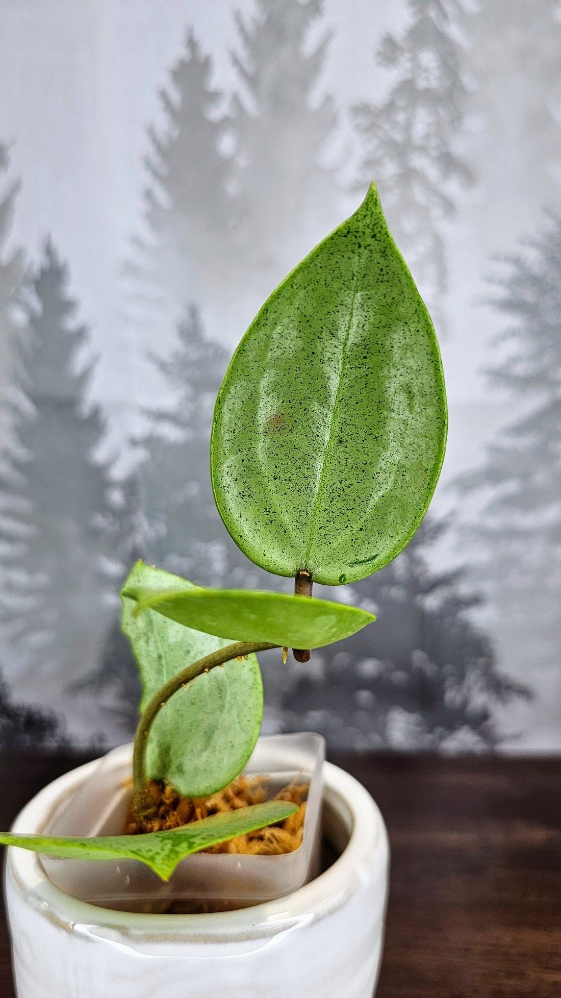 Hoya Parasitica Silver Ghost (WH 31)