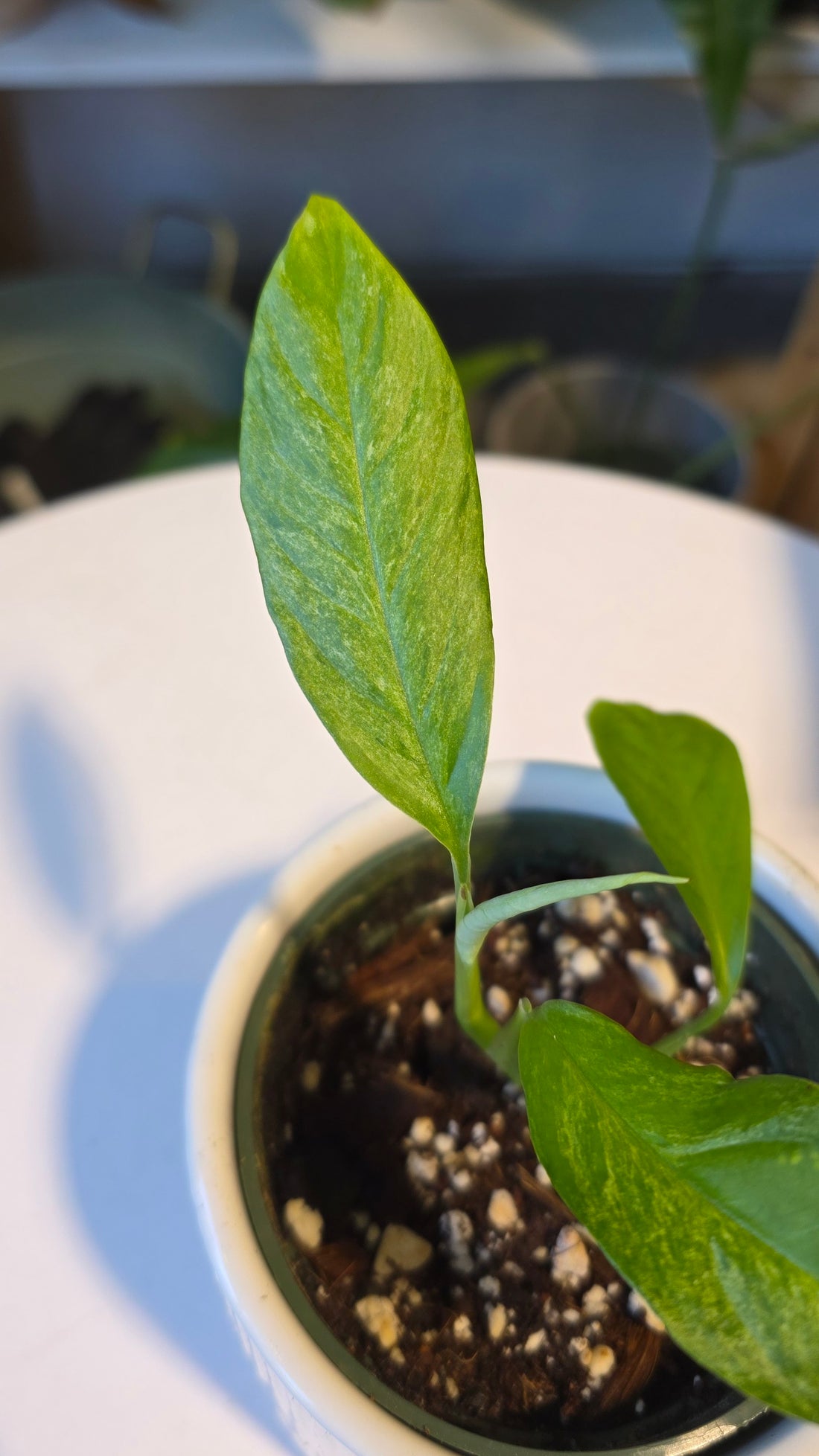 Rhaphidophora Foraminifera Mint Variegated 4"