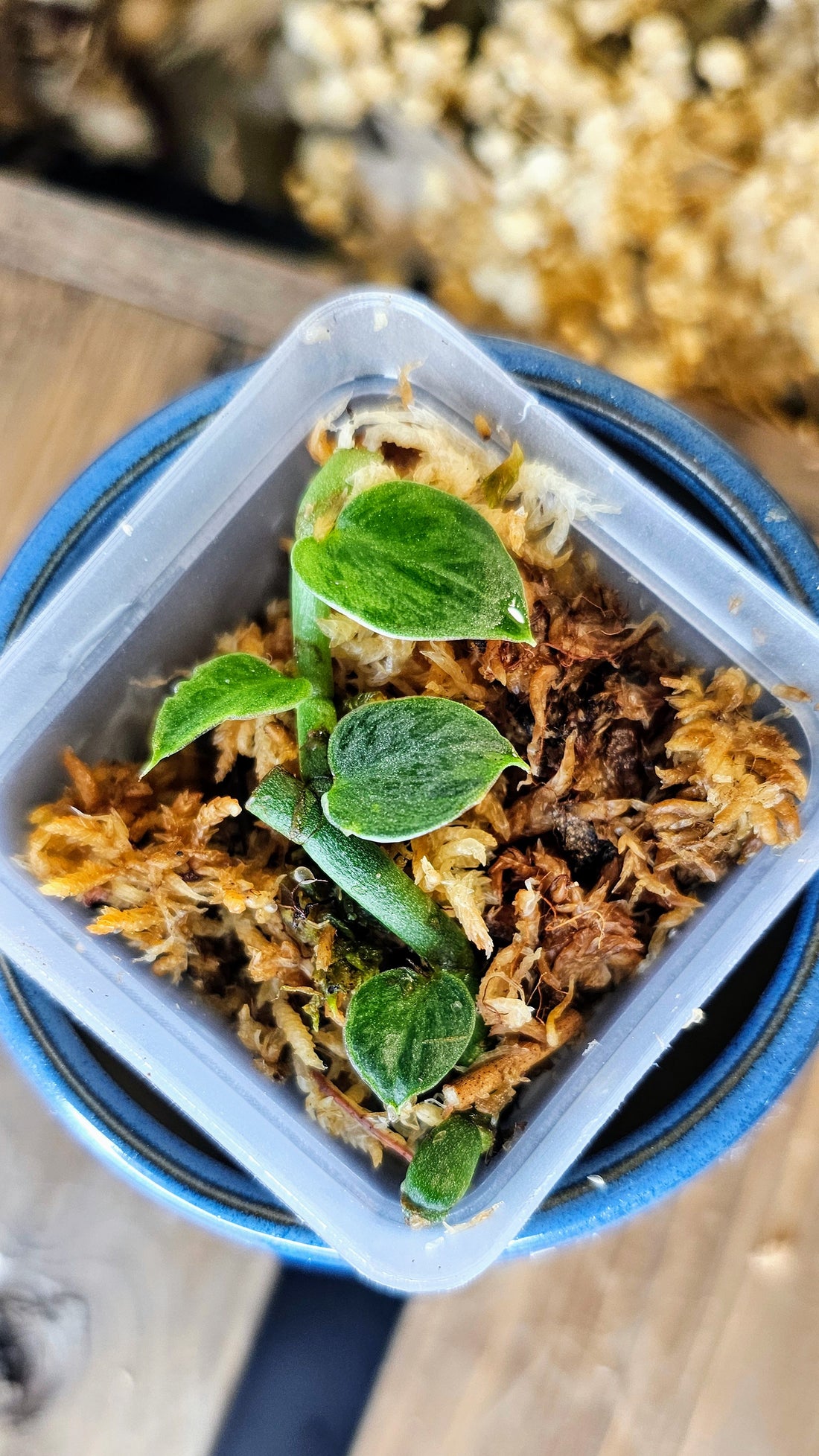 Rhaphidophora hayi silver variegated