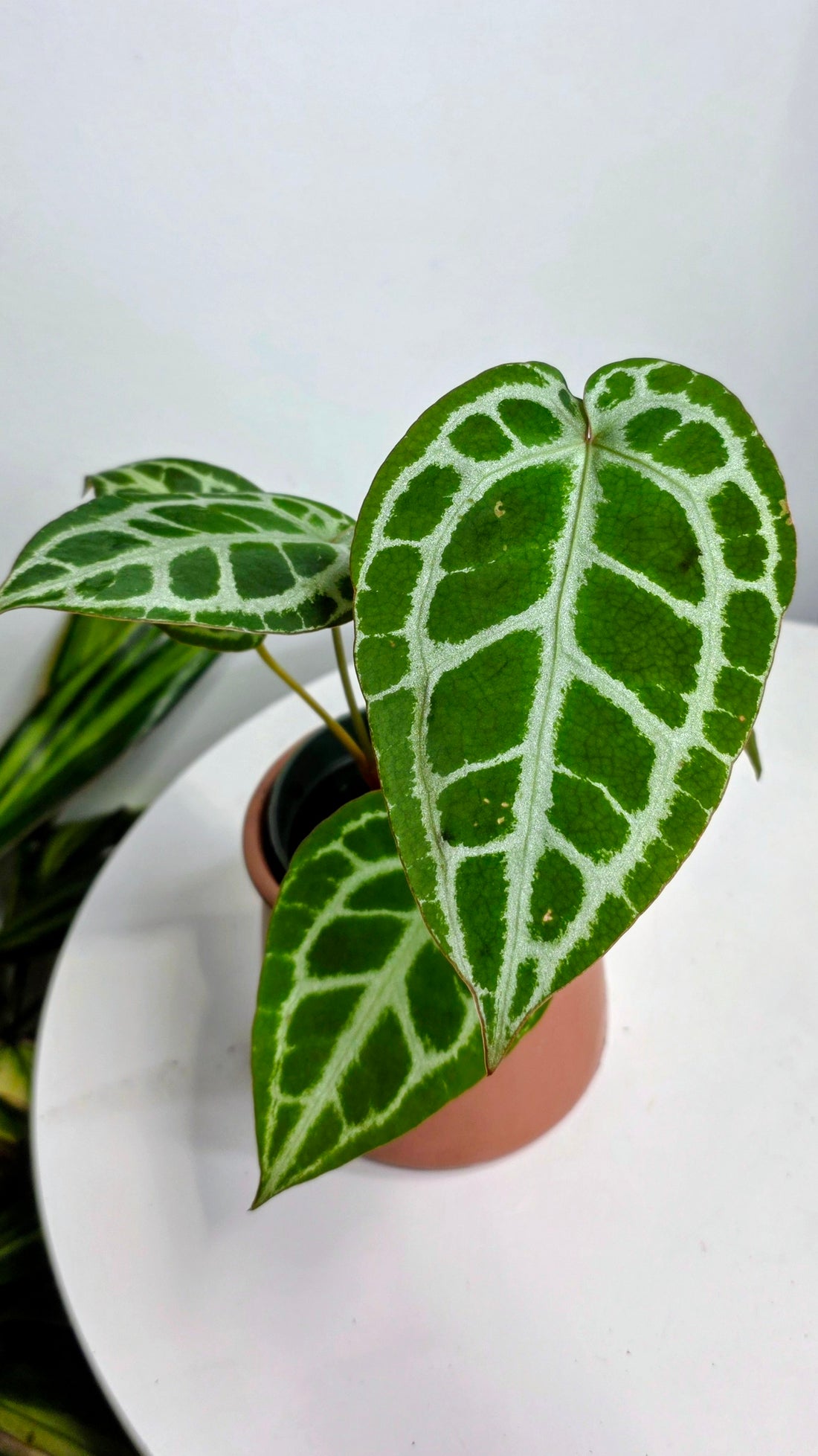Anthurium Crystal Hope A
